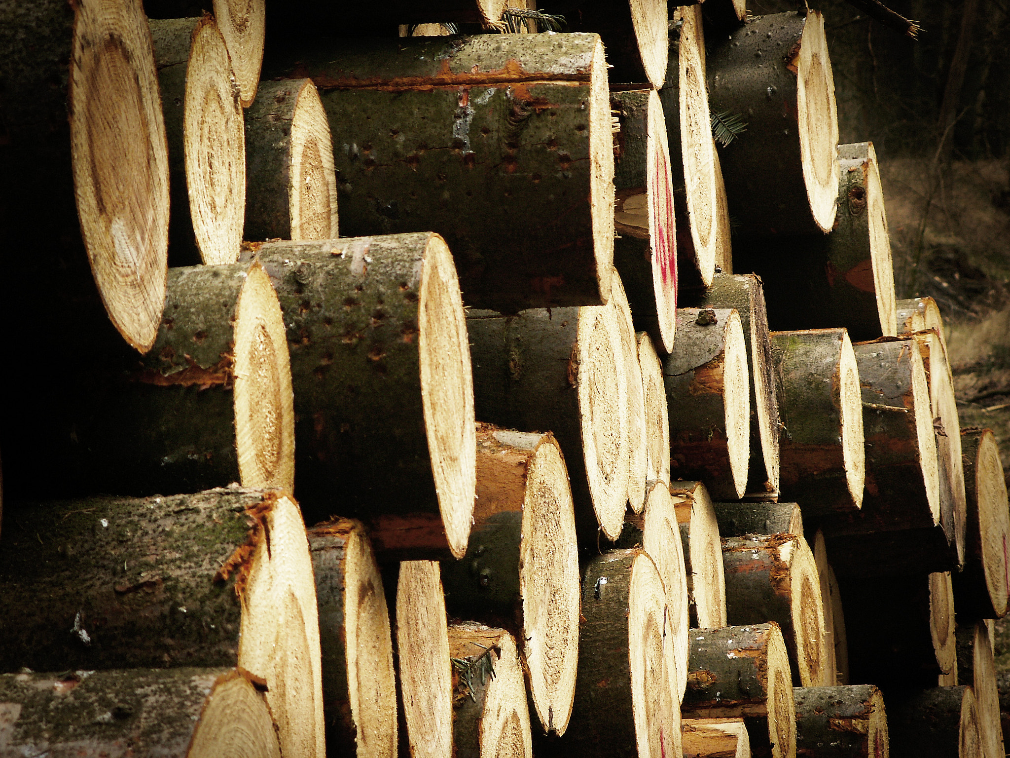 KONICA MINOLTA DiMAGE Z5 sample photo. Pile of wood photography