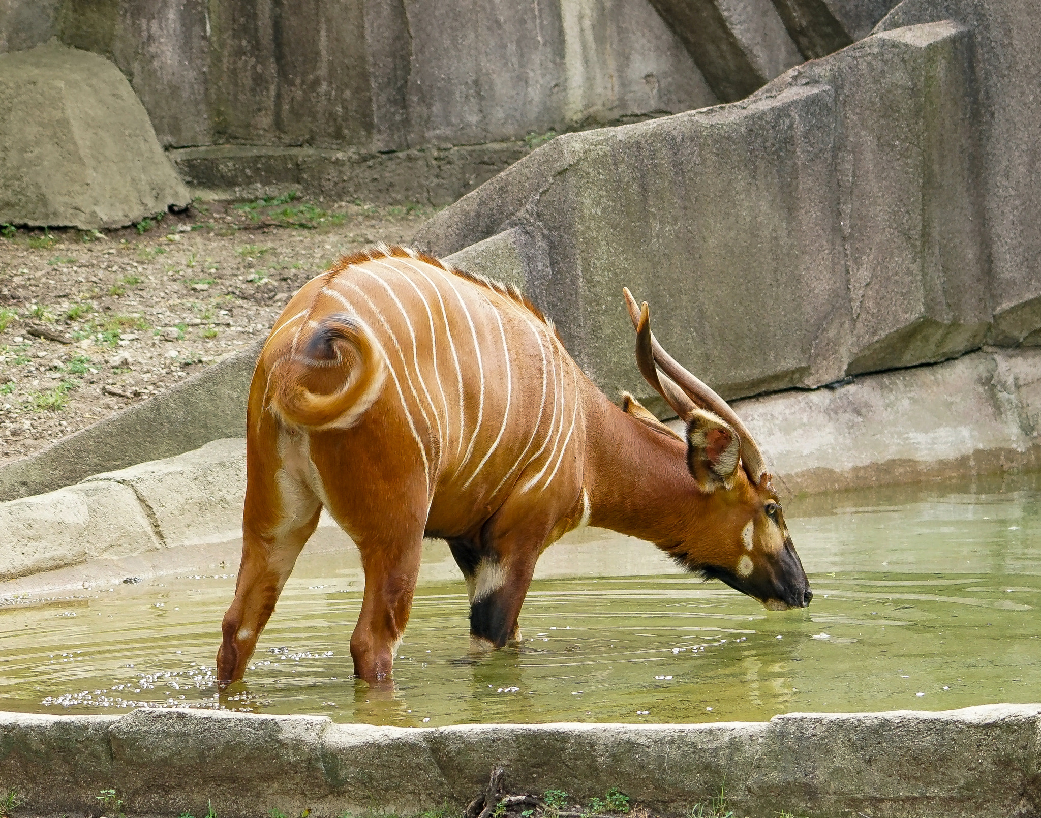 Sony a6300 + Sony FE 70-200mm F4 G OSS sample photo. Bongo getting a drink photography