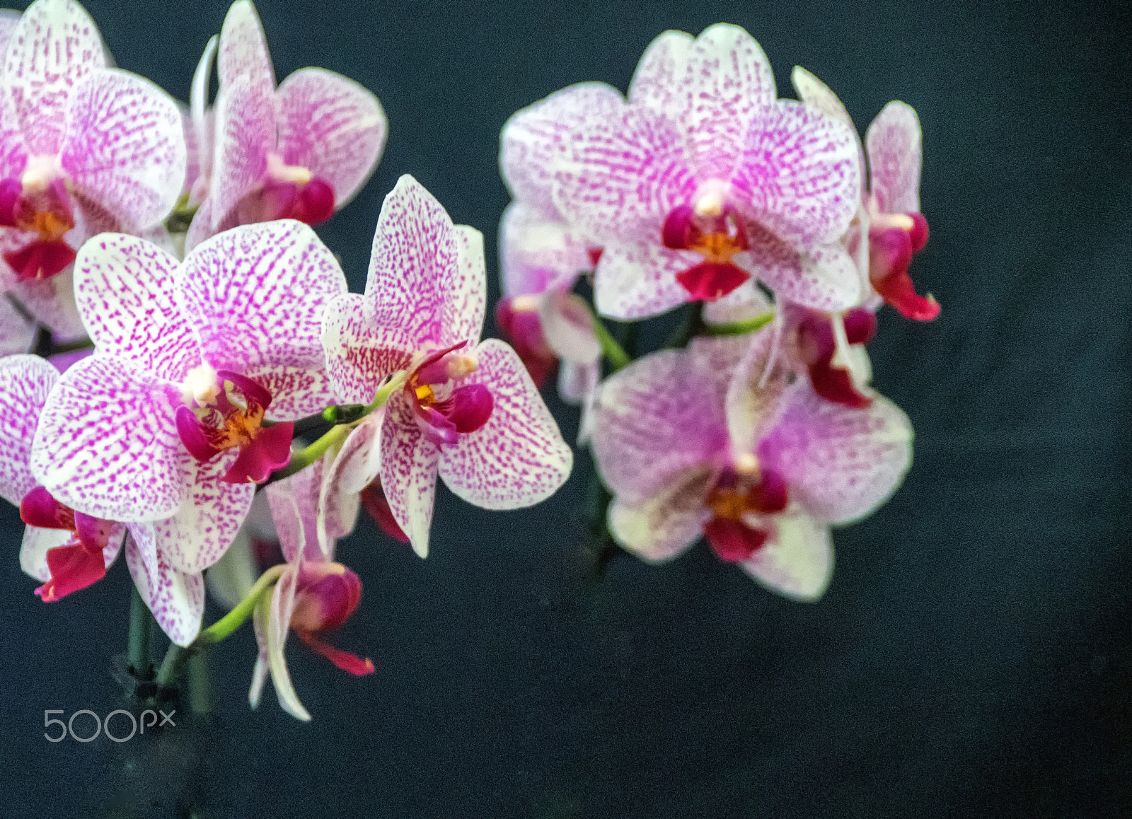 Sony DT 18-250mm F3.5-6.3 sample photo. Lilies photography