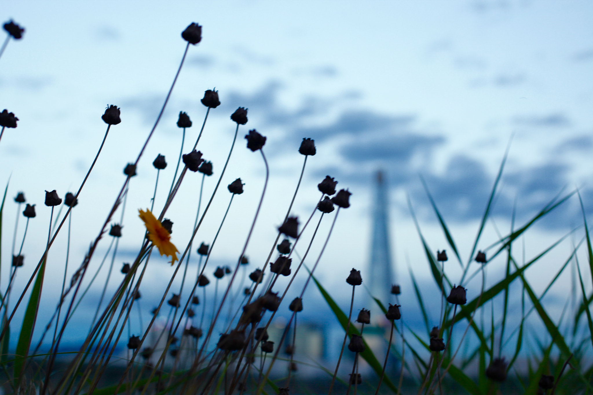 Canon EF 50mm F1.4 USM sample photo