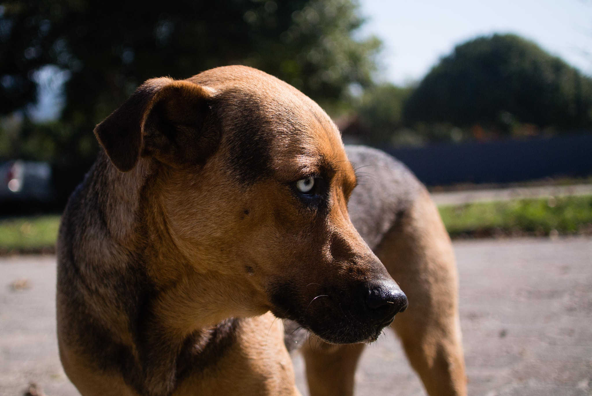 Nikon 1 V1 + Nikon 1 Nikkor 18.5mm F1.8 sample photo. Street dog photography