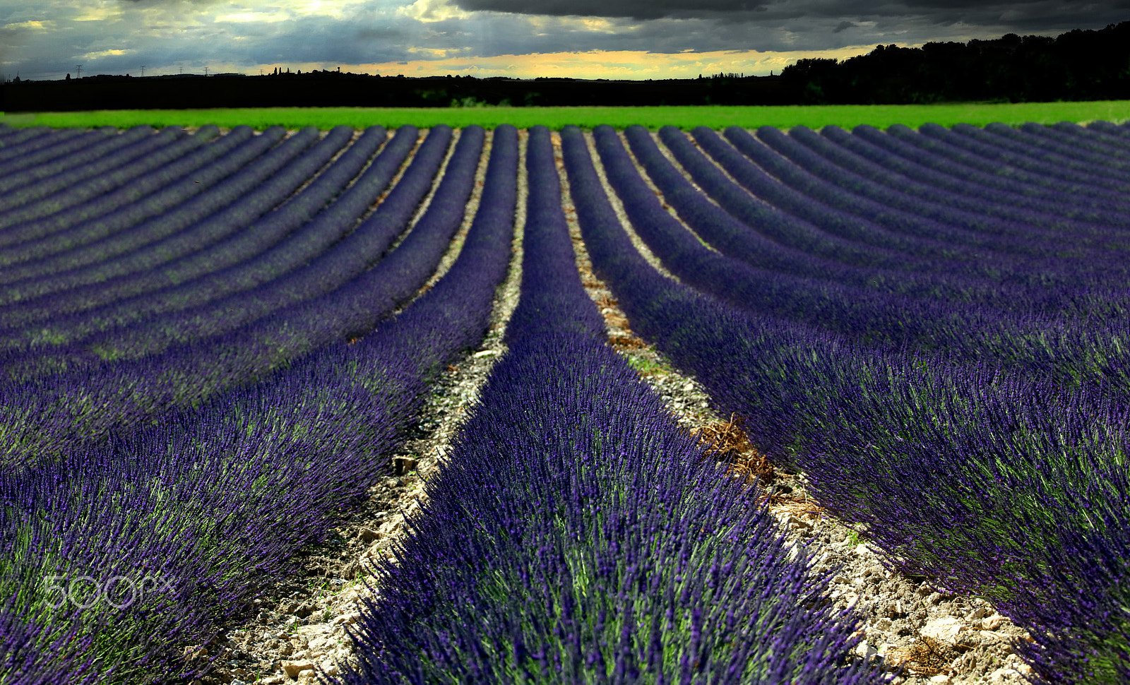 Canon EF 28-300mm F3.5-5.6L IS USM sample photo. Lavender field photography