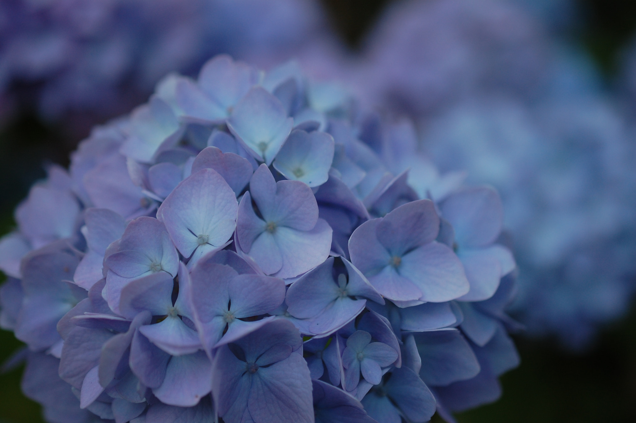 Nikon AF-S DX Micro Nikkor 40mm F2.8 sample photo. Blue photography