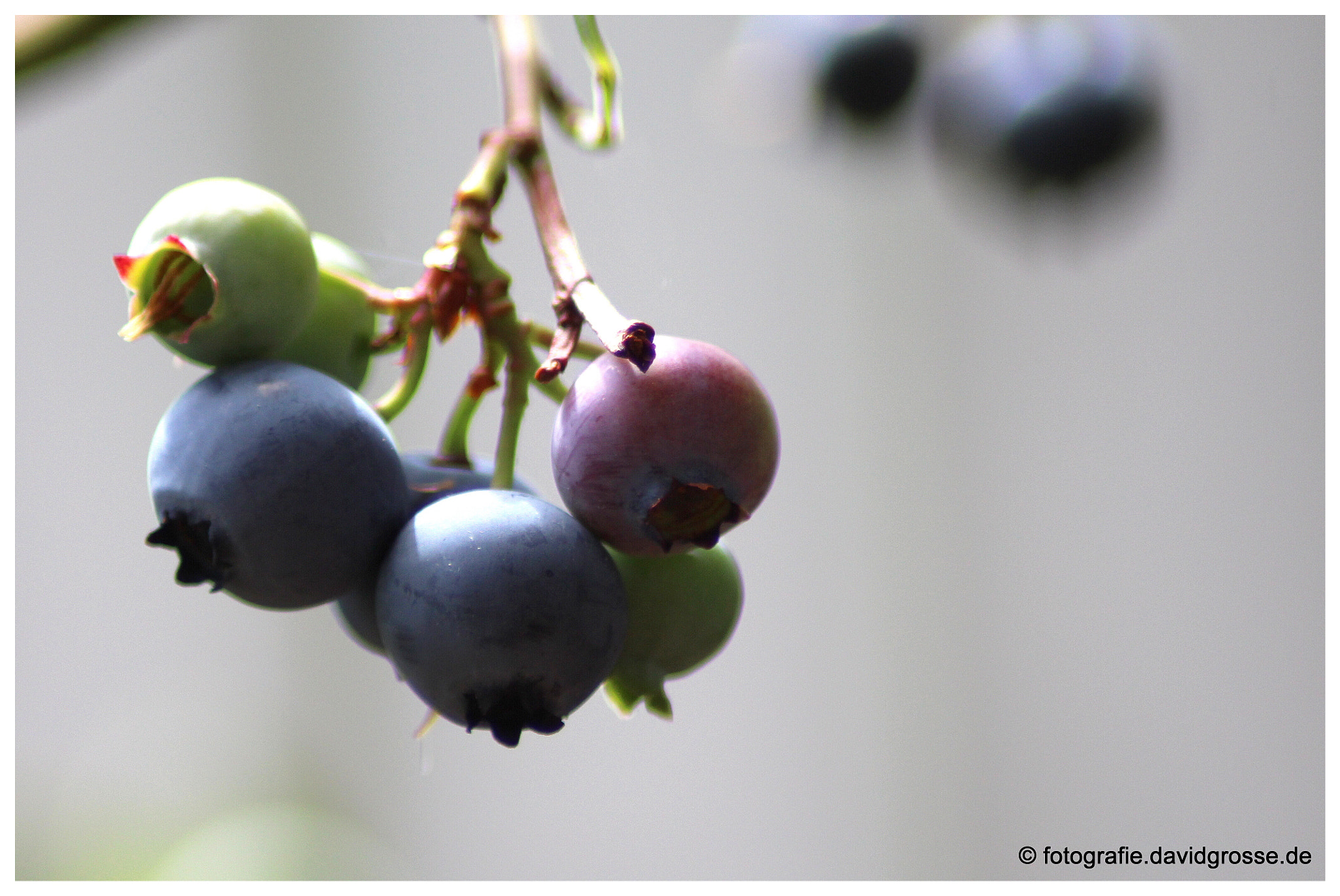 Canon EOS 700D (EOS Rebel T5i / EOS Kiss X7i) + Canon 70-300mm sample photo. Blueberry photography