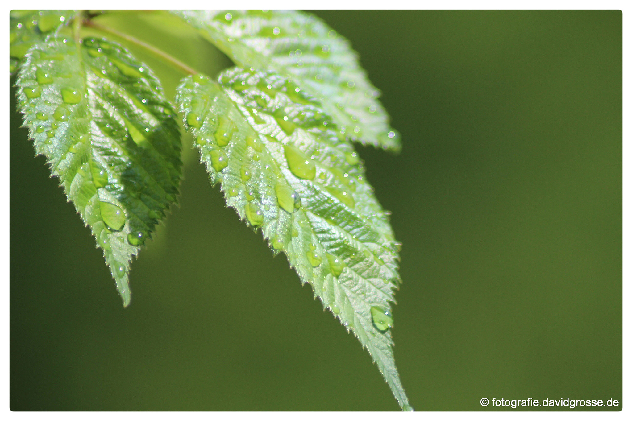 Canon EOS 700D (EOS Rebel T5i / EOS Kiss X7i) + Canon 70-300mm sample photo. Raindrops on leafs photography