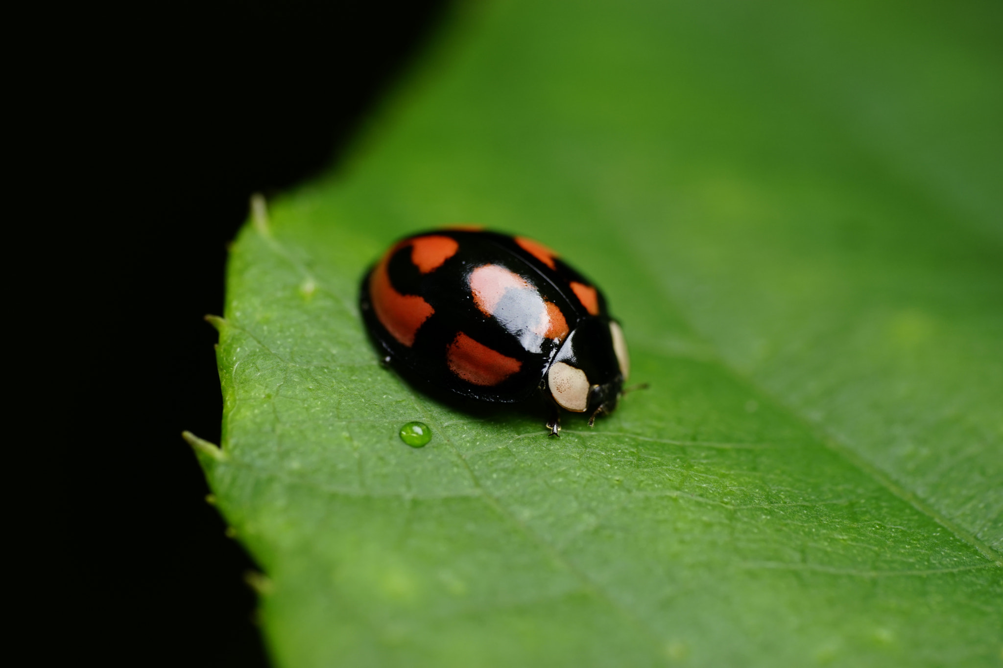Sony a7 II + Sony FE 90mm F2.8 Macro G OSS sample photo. 静 photography