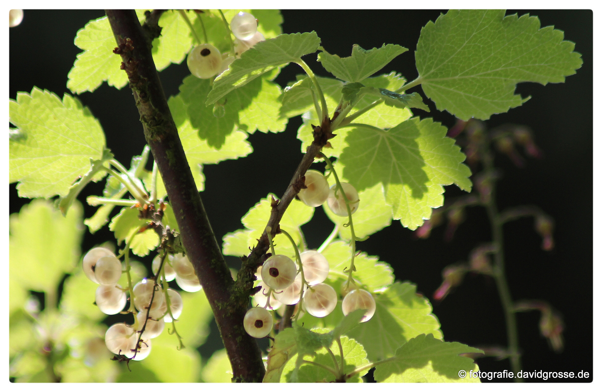 Canon EOS 700D (EOS Rebel T5i / EOS Kiss X7i) + Canon 70-300mm sample photo. White currant photography