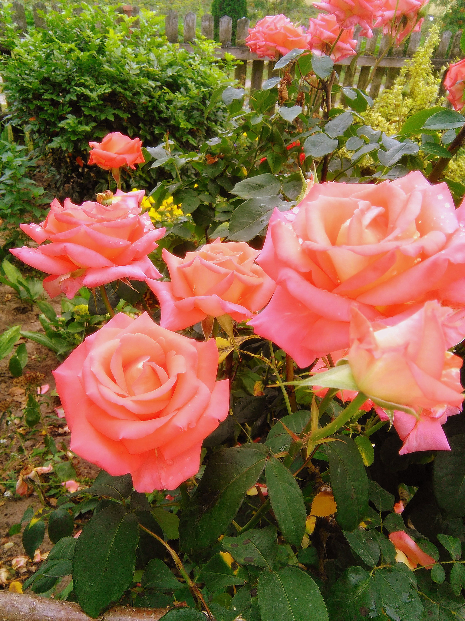 HUAWEI G620S-L01 sample photo. Rose photography