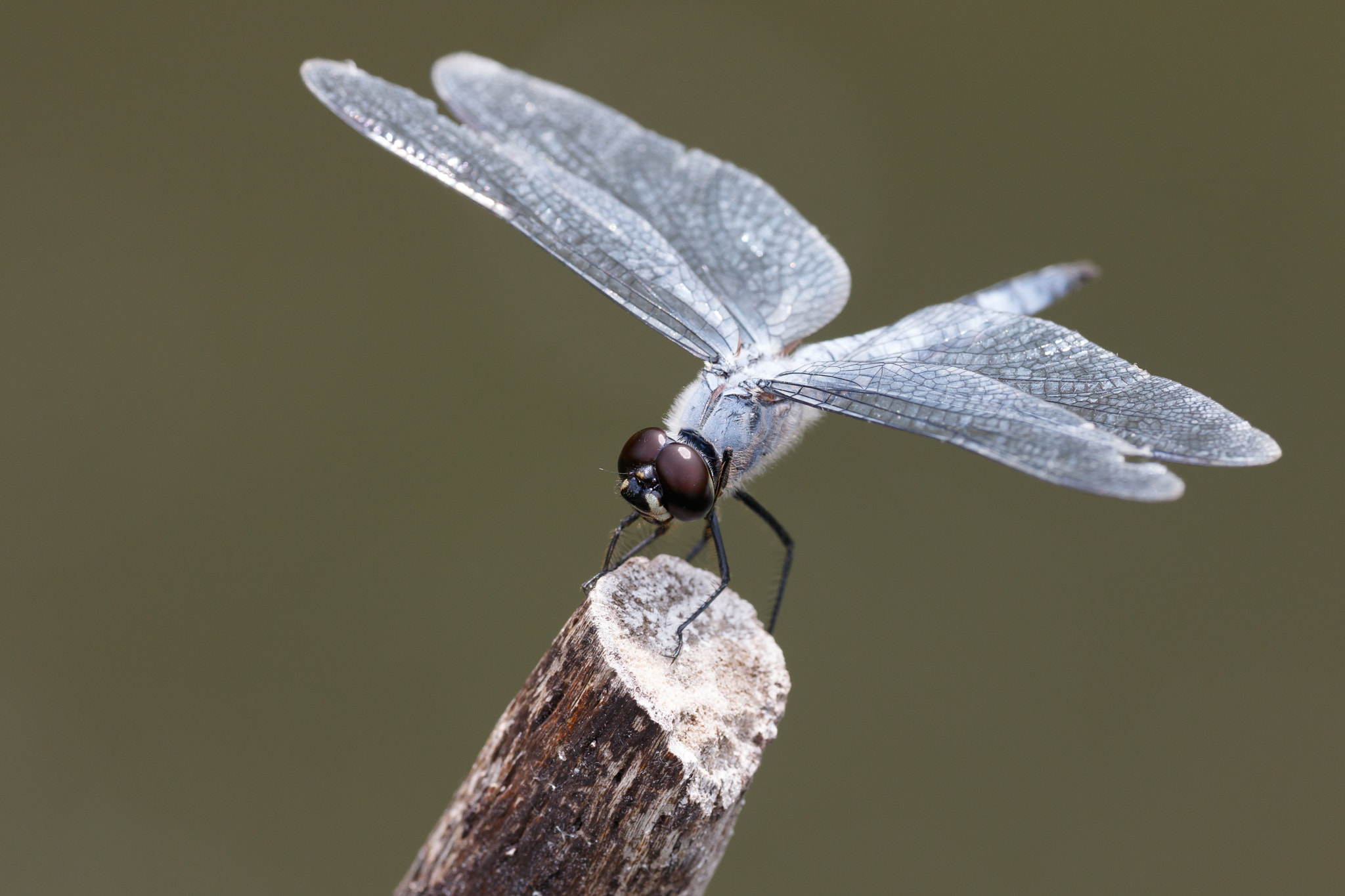 Sigma APO Macro 180mm F2.8 EX DG OS HSM sample photo. Deielia phaon photography