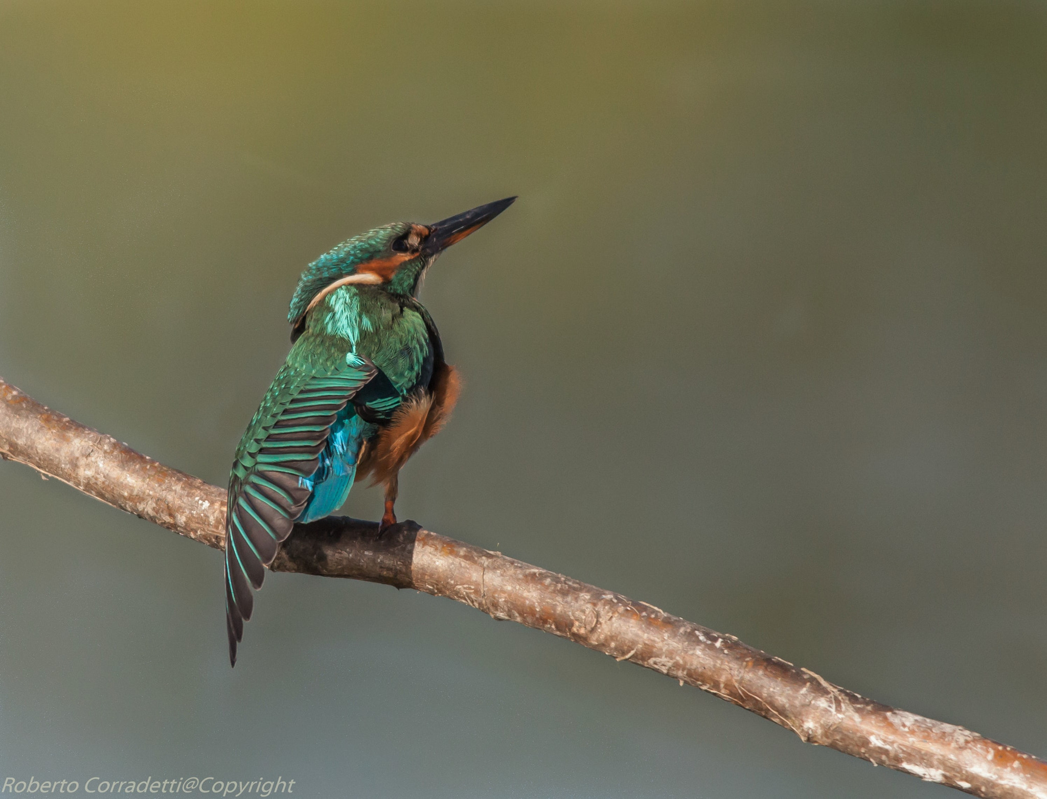 Sigma 150-500mm F5-6.3 DG OS HSM sample photo. Mi stiracchio photography