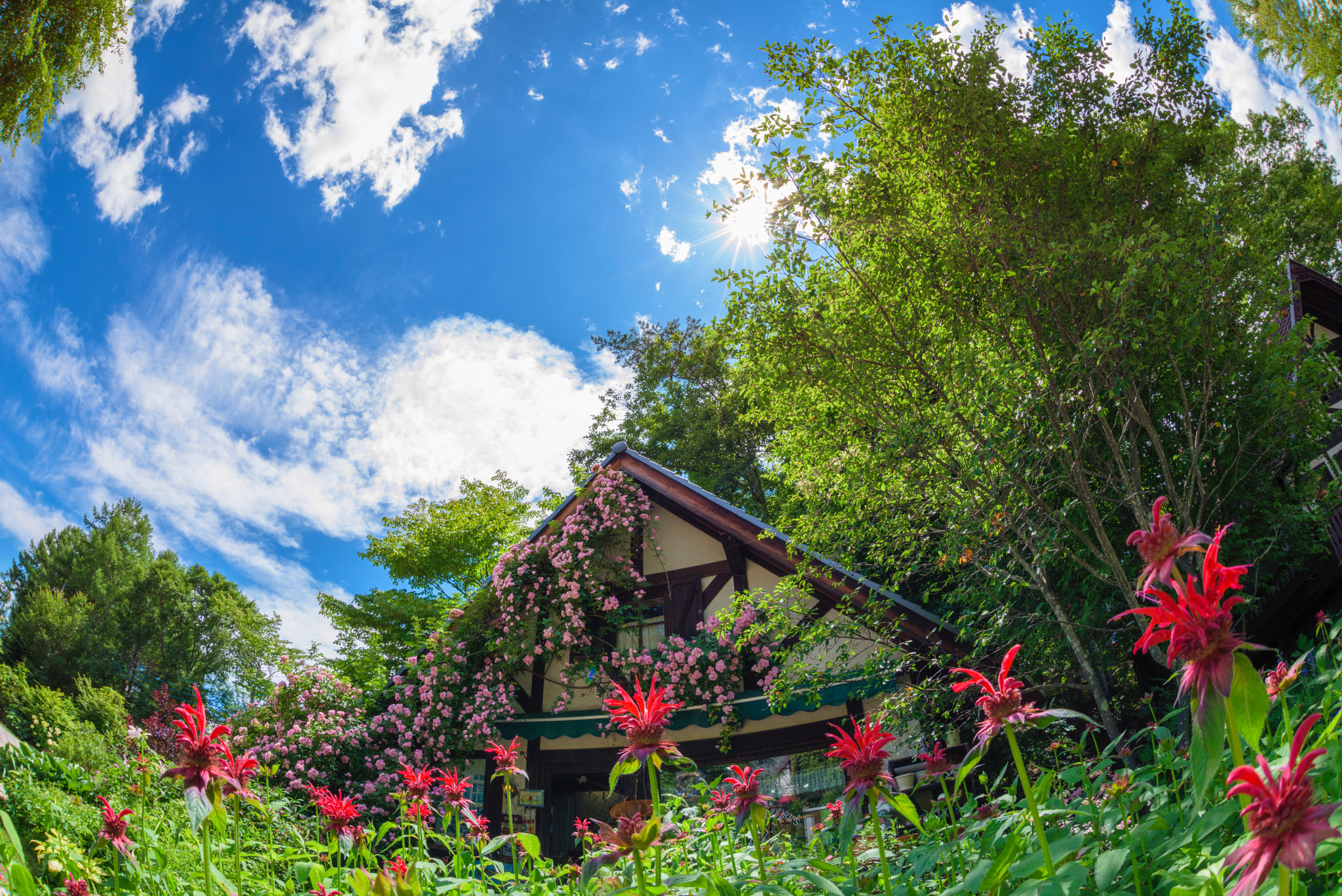 Nikon D810 + Sigma 15mm F2.8 EX DG Diagonal Fisheye sample photo. Flower house photography