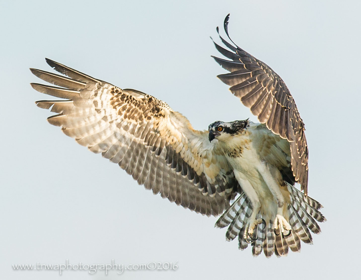 Nikon D3S + Nikon AF-S Nikkor 300mm F2.8G ED-IF VR sample photo. Incoming osprey photography