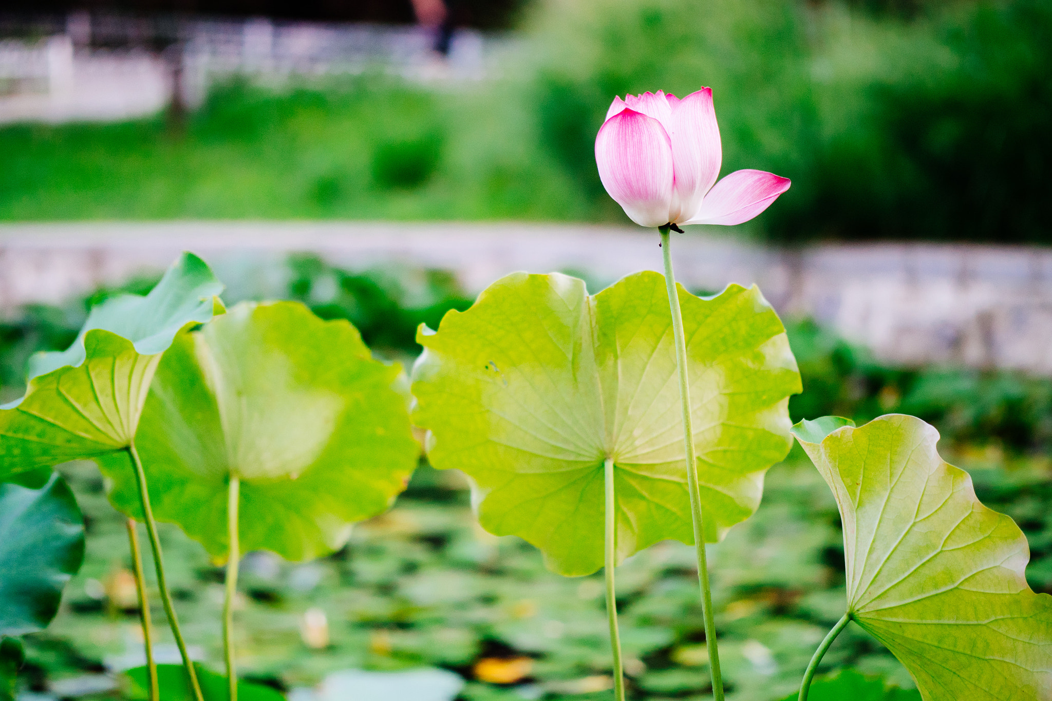 Panasonic Leica DG Nocticron 42.5mm F1.2 ASPH OIS sample photo. Deformity photography