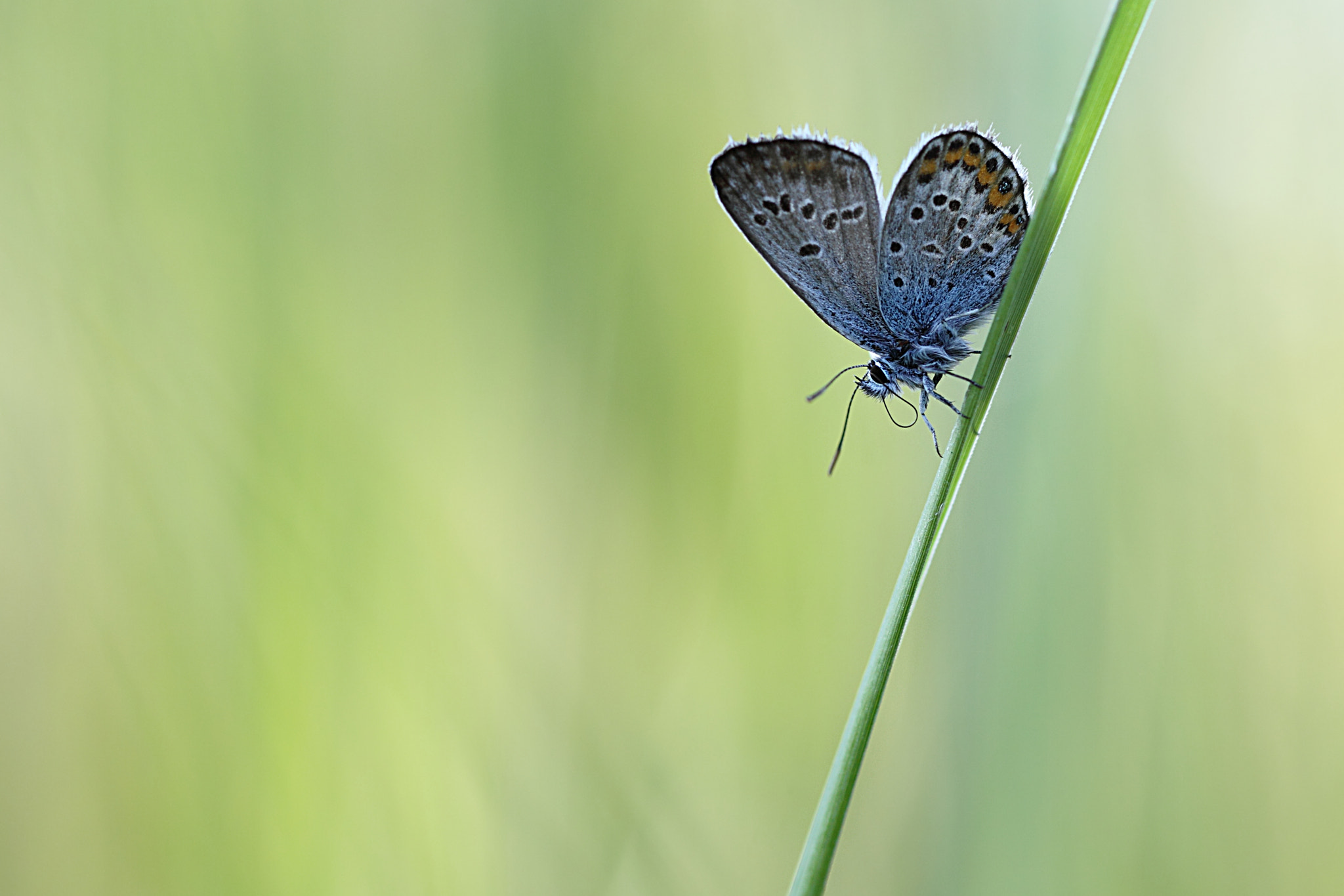 Canon EOS 50D + Canon EF 100mm F2.8L Macro IS USM sample photo. Summer moments photography