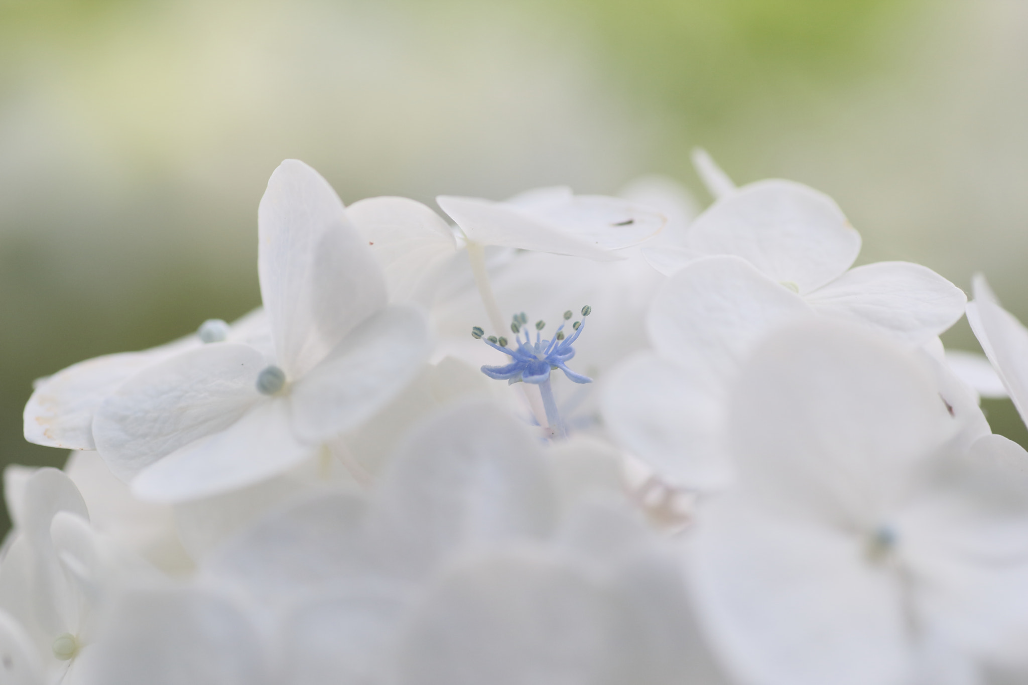Tamron SP AF 90mm F2.8 Di Macro sample photo. A fairy photography