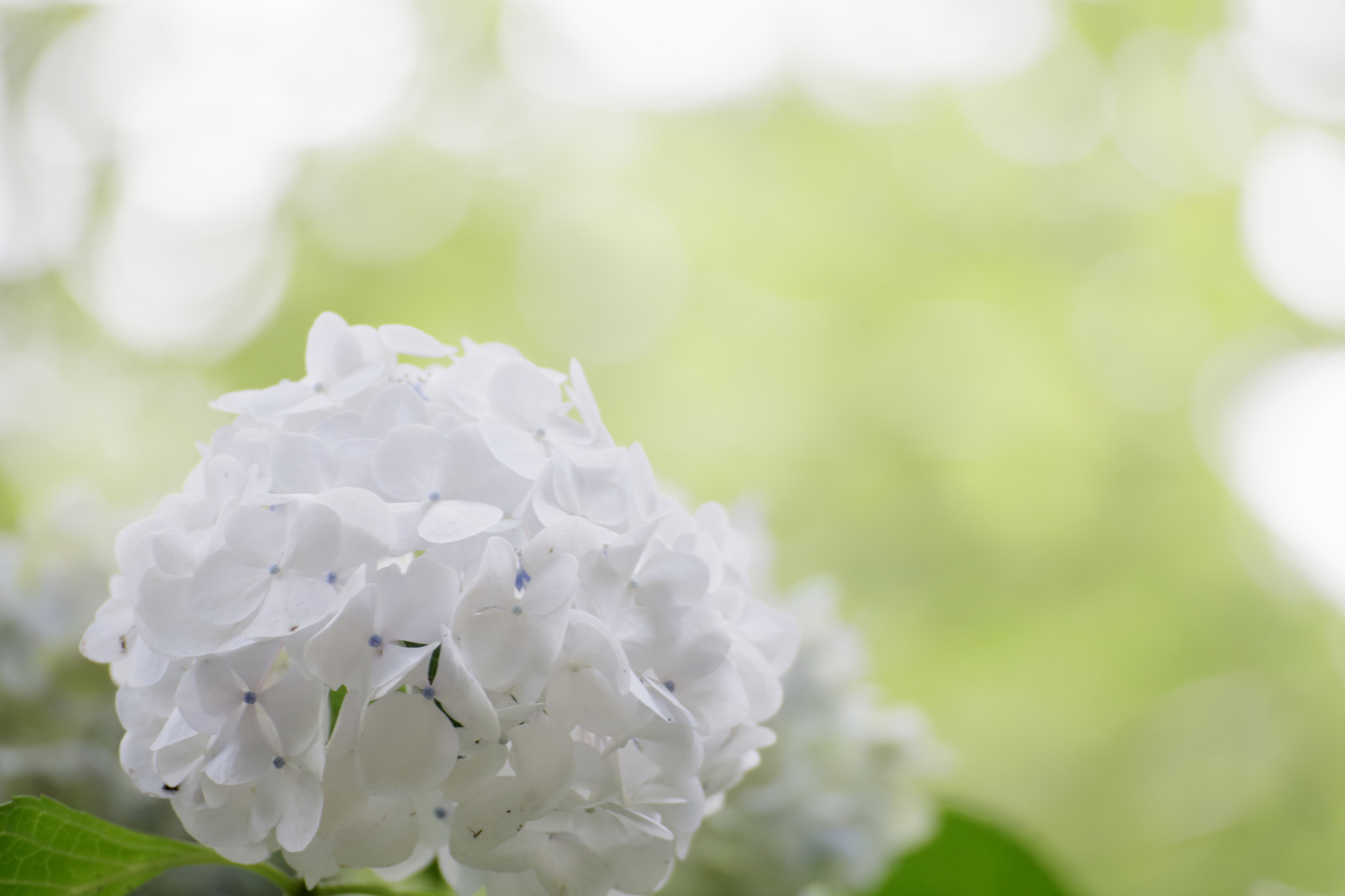 Canon EOS-1D Mark III sample photo. Confirmation photography