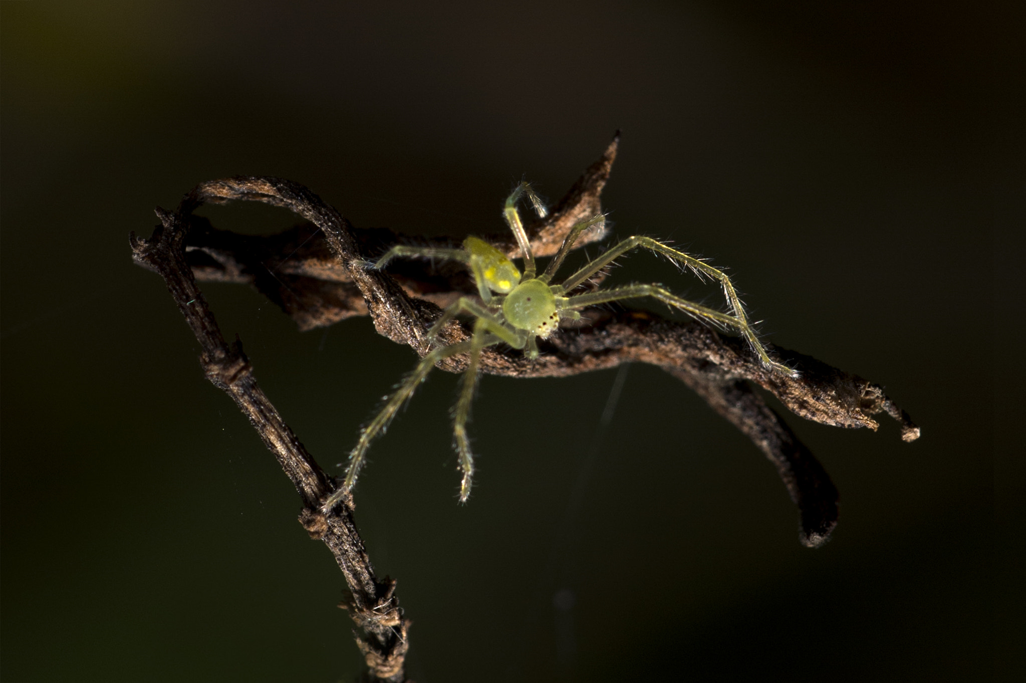 Nikon D4S sample photo. Night pearl photography