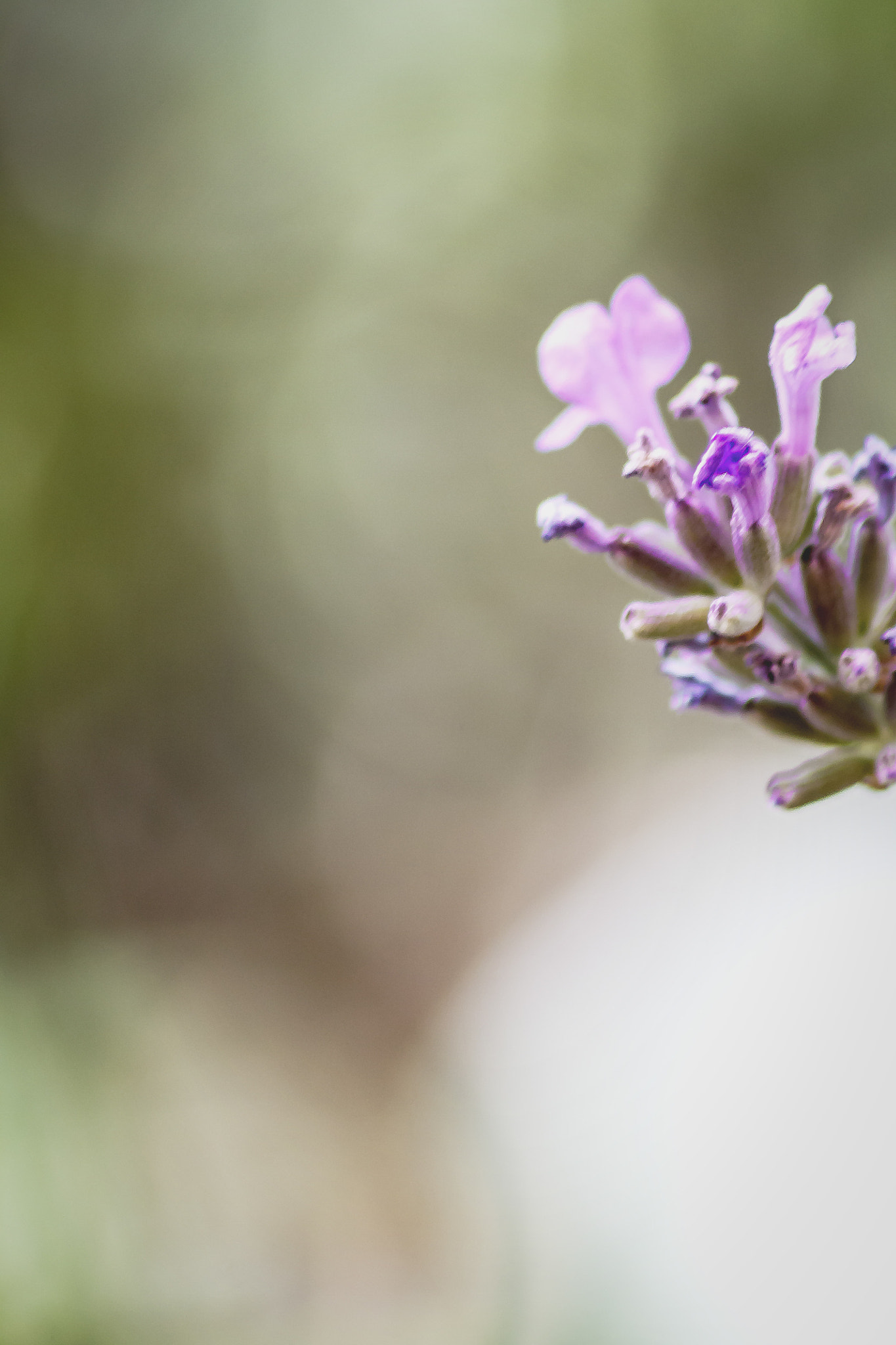 Canon EOS 450D (EOS Rebel XSi / EOS Kiss X2) sample photo. Lavender photography