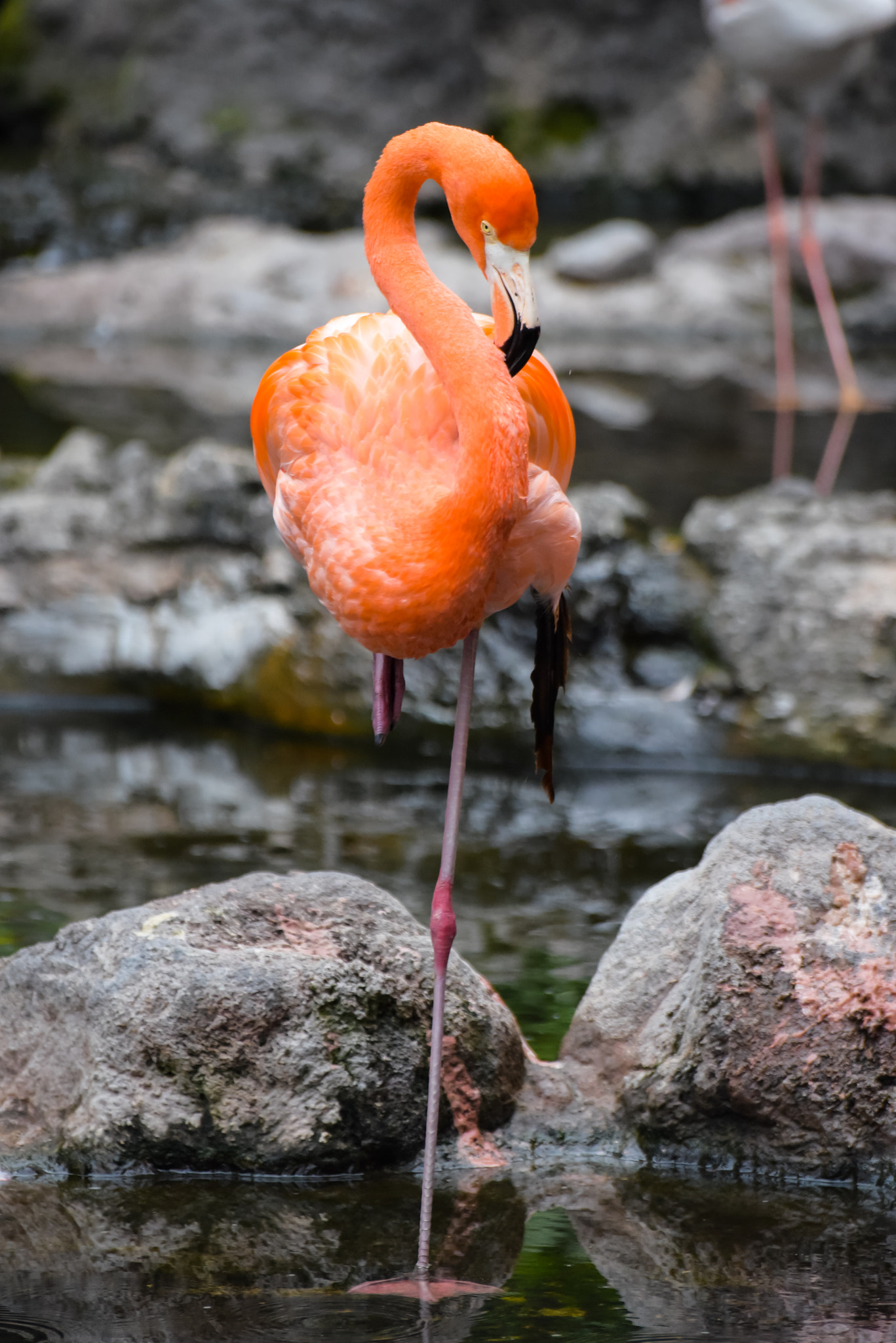 Sigma 70-300mm F4-5.6 APO DG Macro sample photo. The flamingo photography