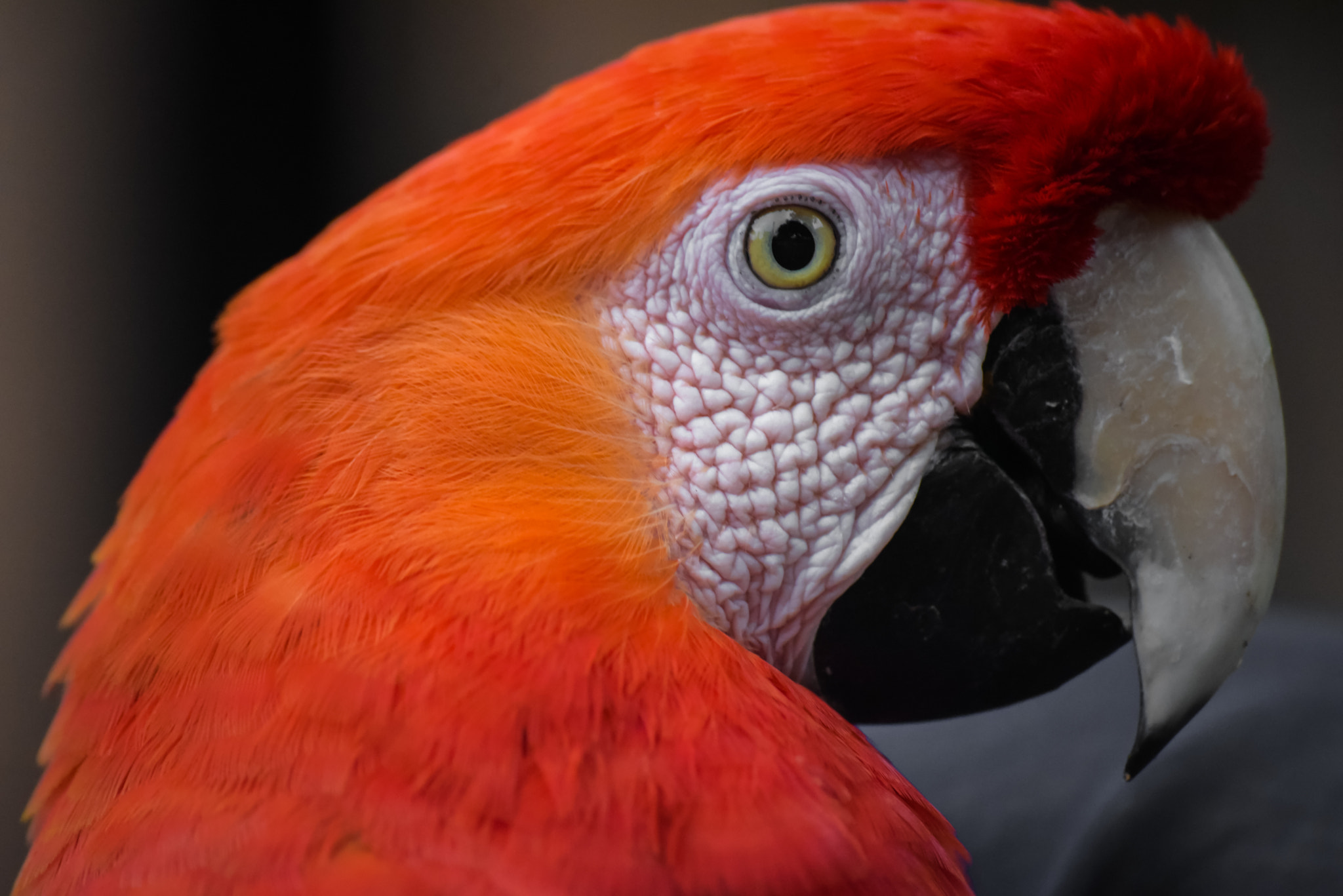 Sigma 70-300mm F4-5.6 APO DG Macro sample photo. Close up of macaw parrot photography