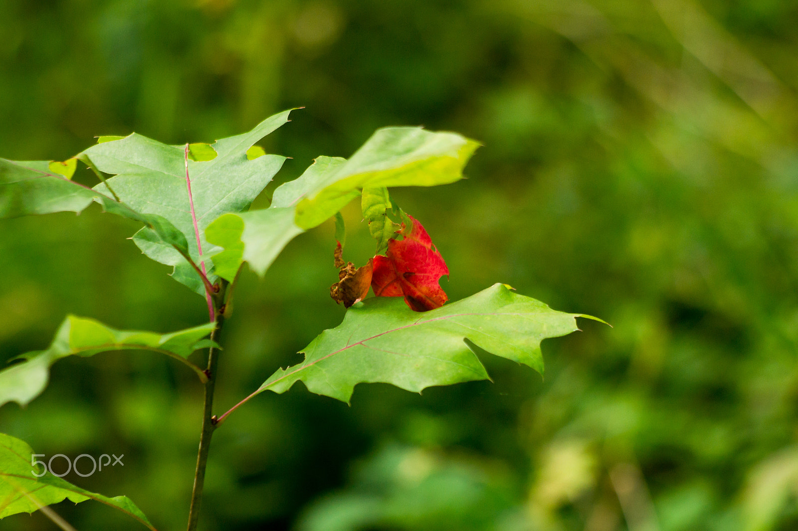 Minolta AF 100-400mm F4.5-6.7 APO sample photo. Red green leaf photography