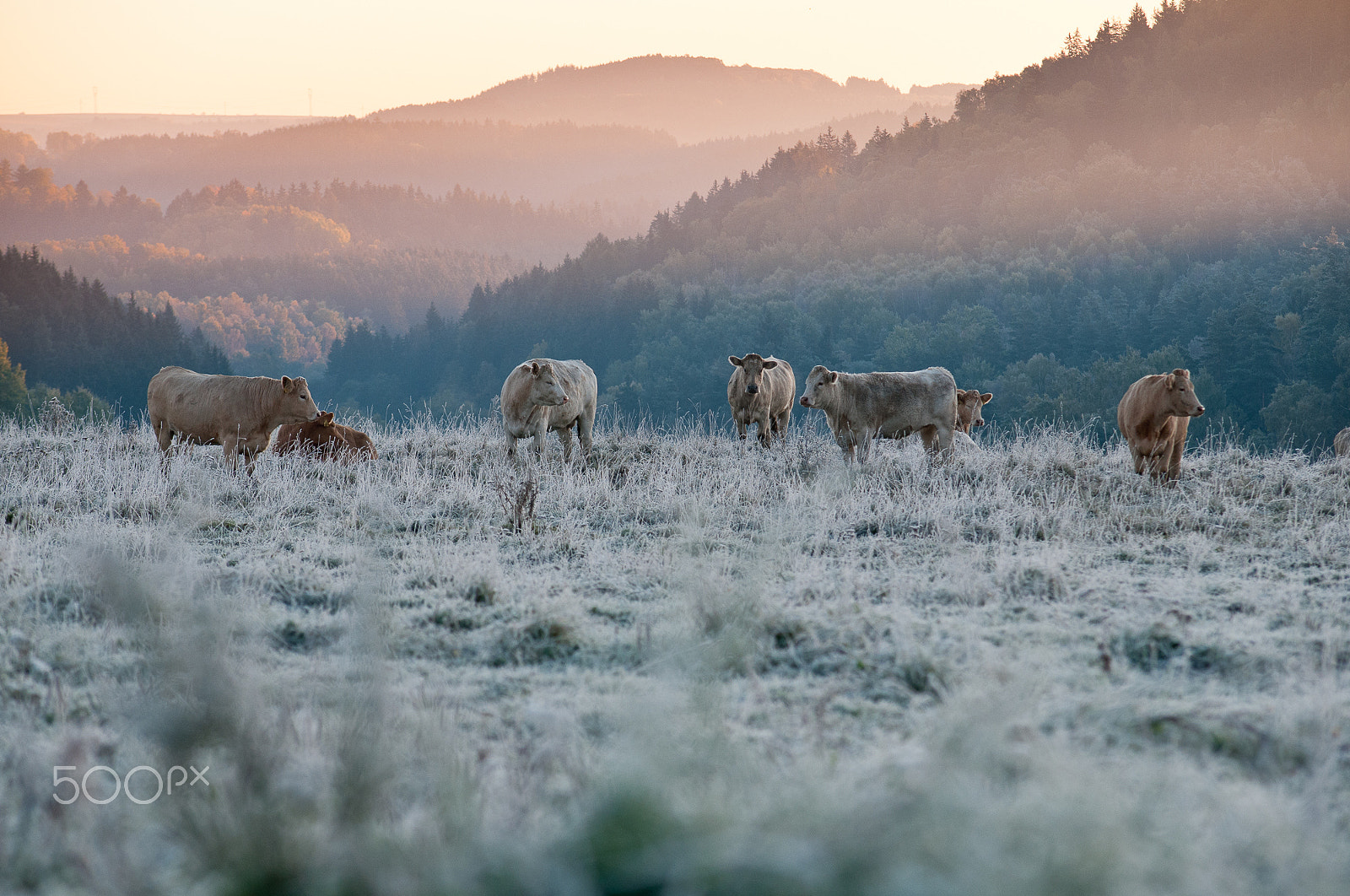 Nikon D300 sample photo. Morning pasture photography