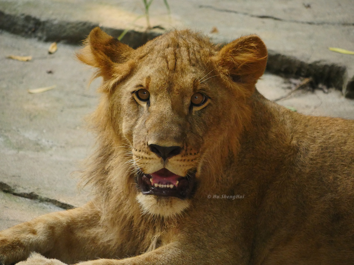 Panasonic Lumix DMC-GH4 sample photo. 狮子 lion photography