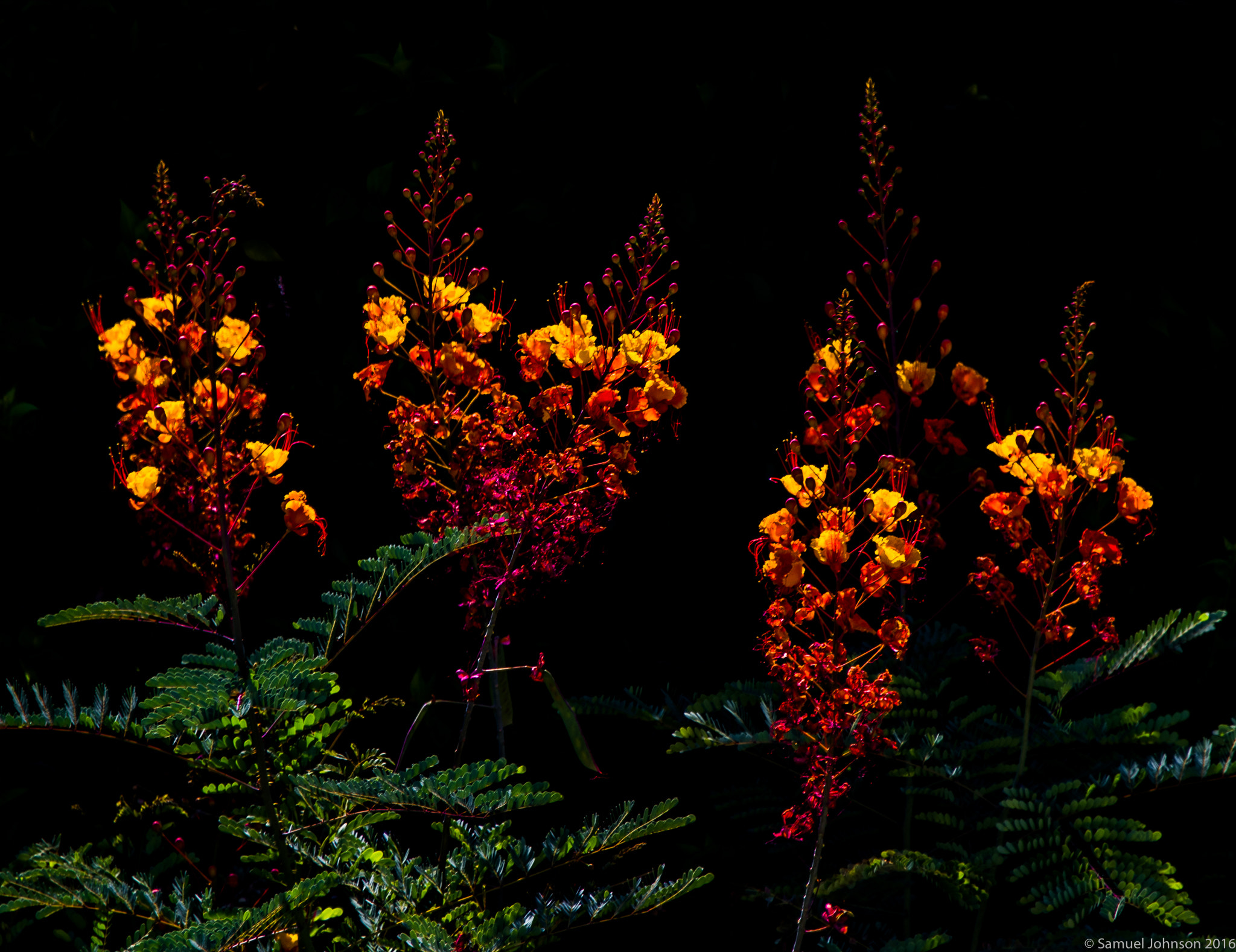 Nikon D500 sample photo. Palm springs, ca photography