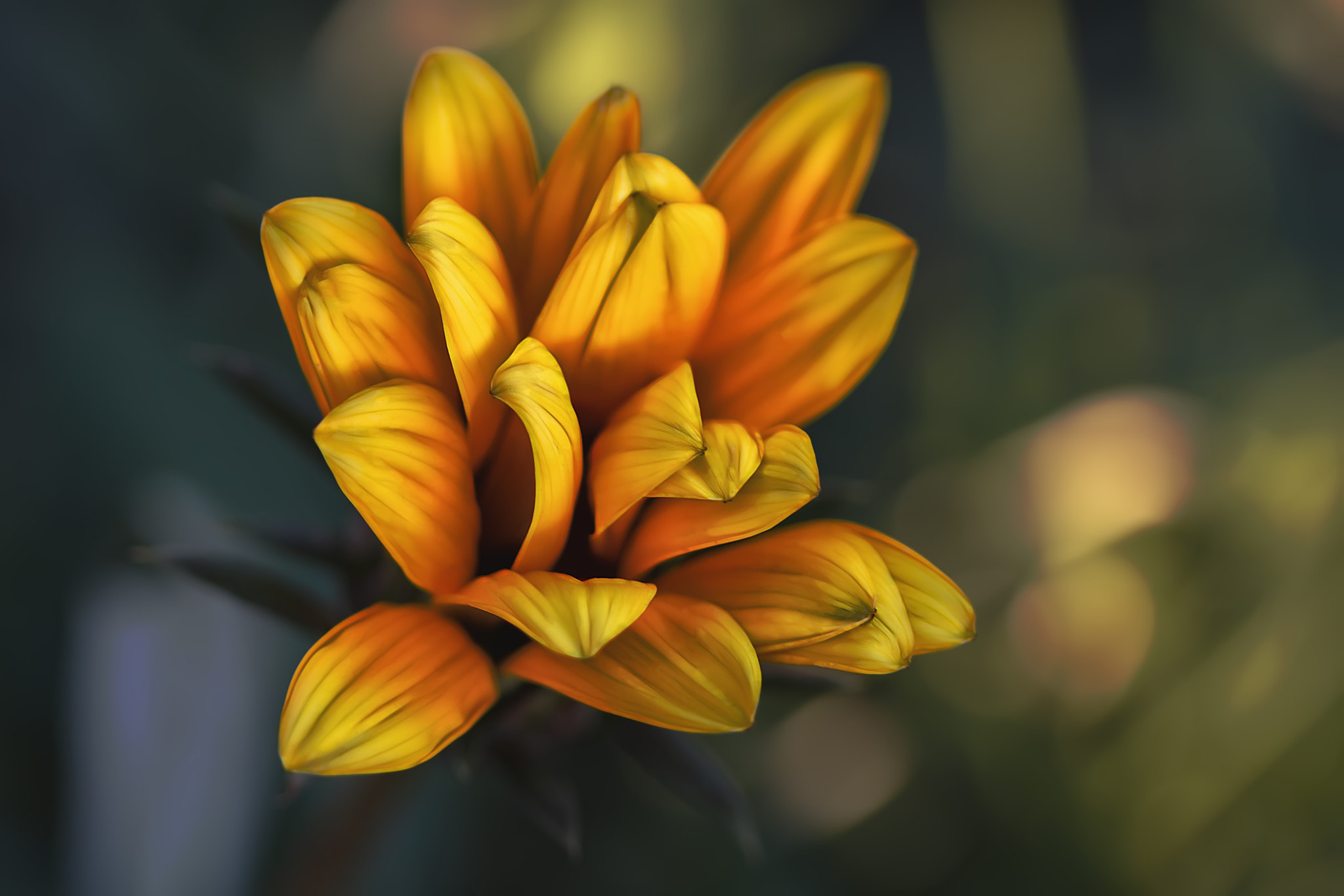 Canon EF 100mm F2.8 Macro USM sample photo. Belle photography