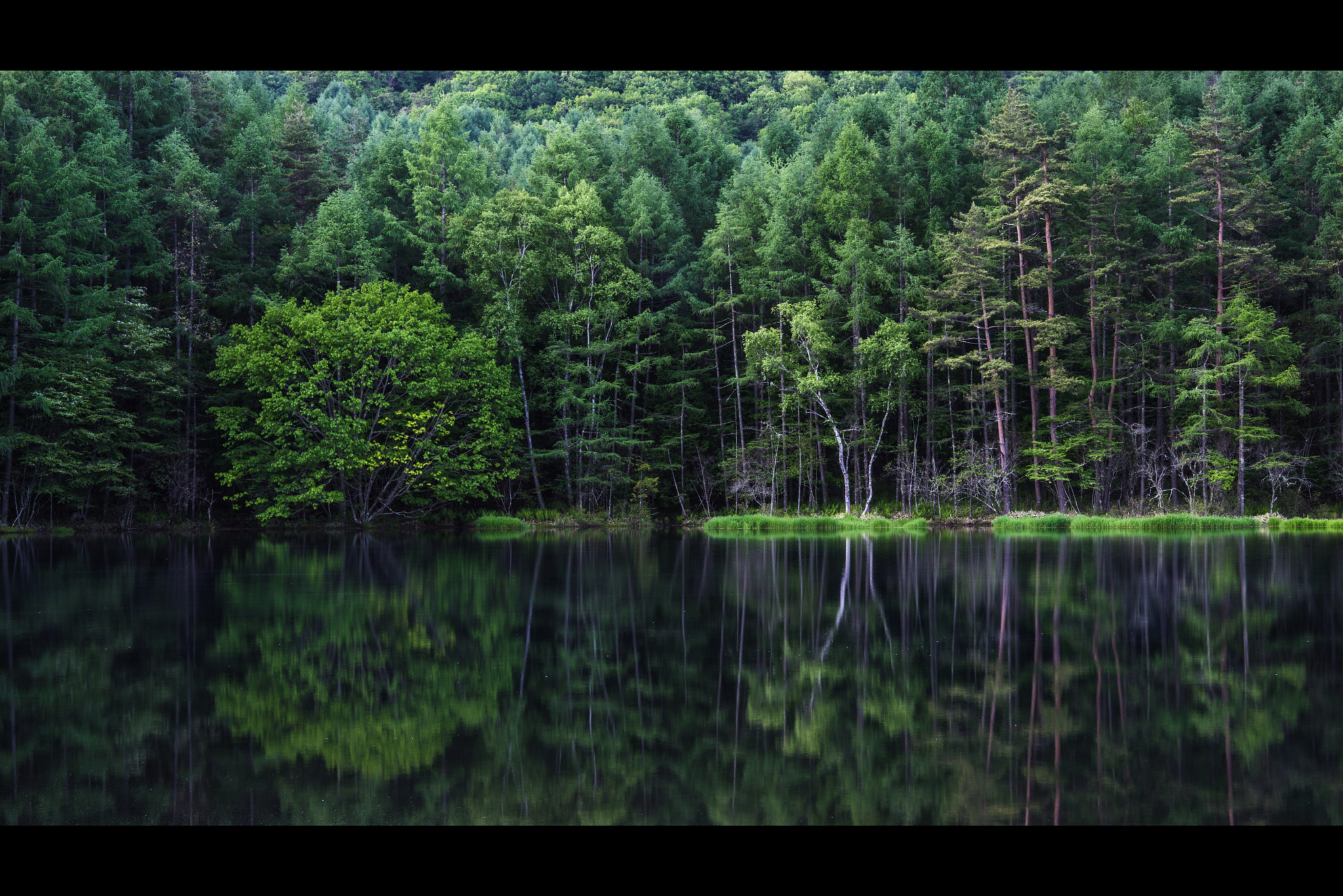 Sony a7R + Sony Vario-Sonnar T* 24-70mm F2.8 ZA SSM sample photo. A silent forest photography