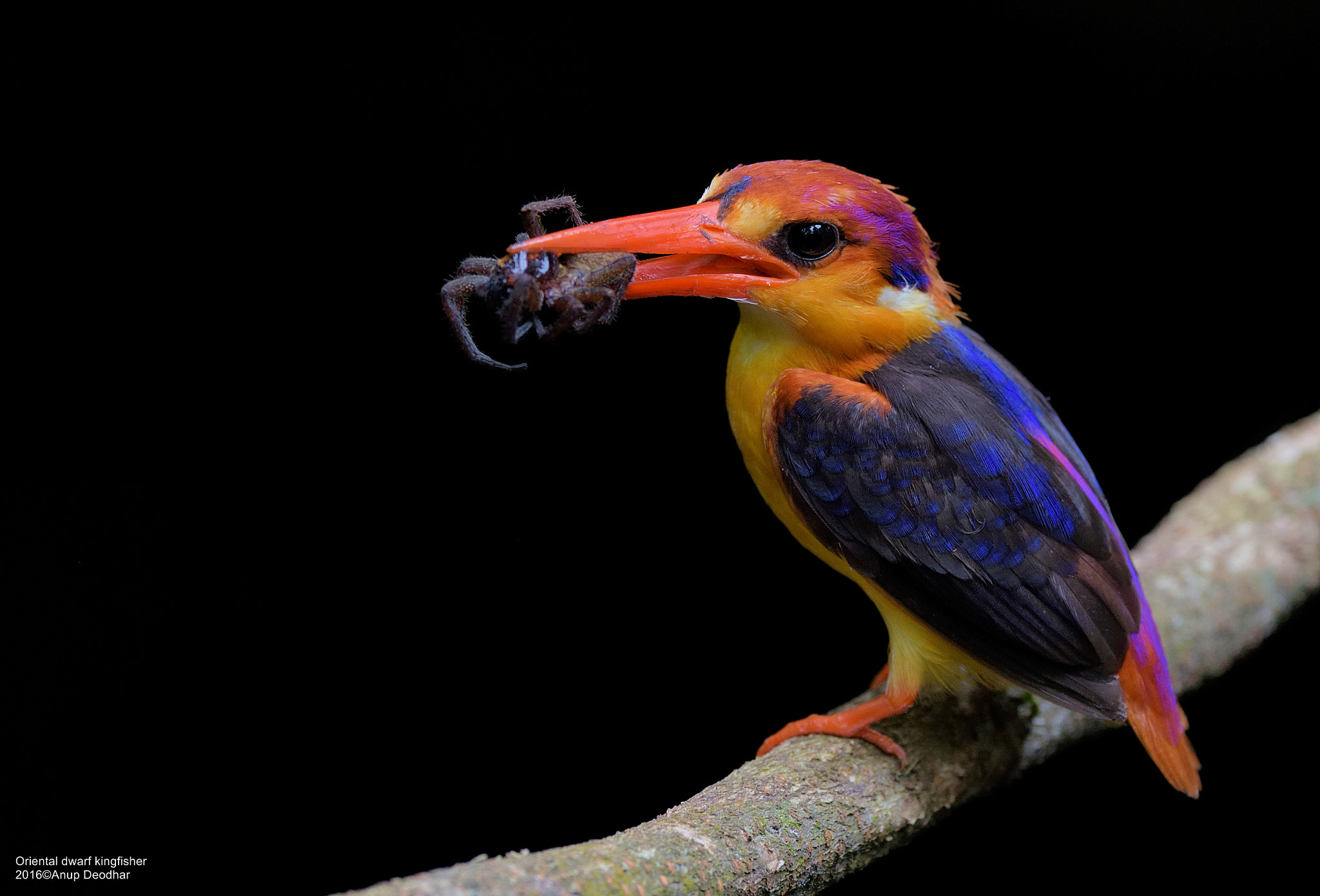 Nikon AF-S Nikkor 600mm F4E FL ED VR sample photo. Natures color palette.. photography