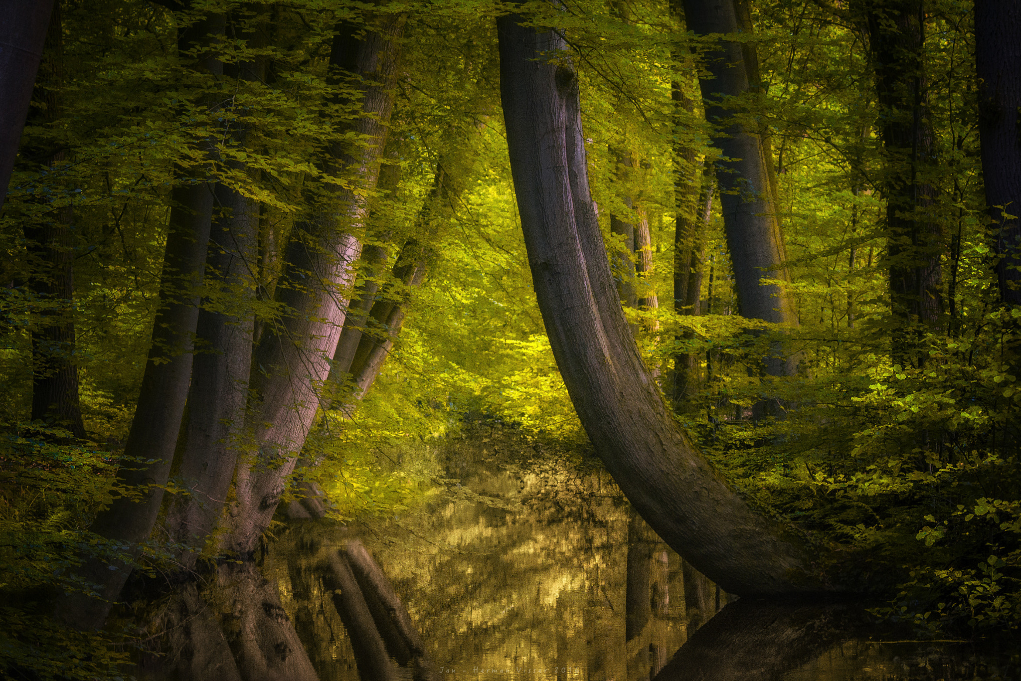 Canon EF 50-200mm f/3.5-4.5 sample photo. Crooked trees... photography