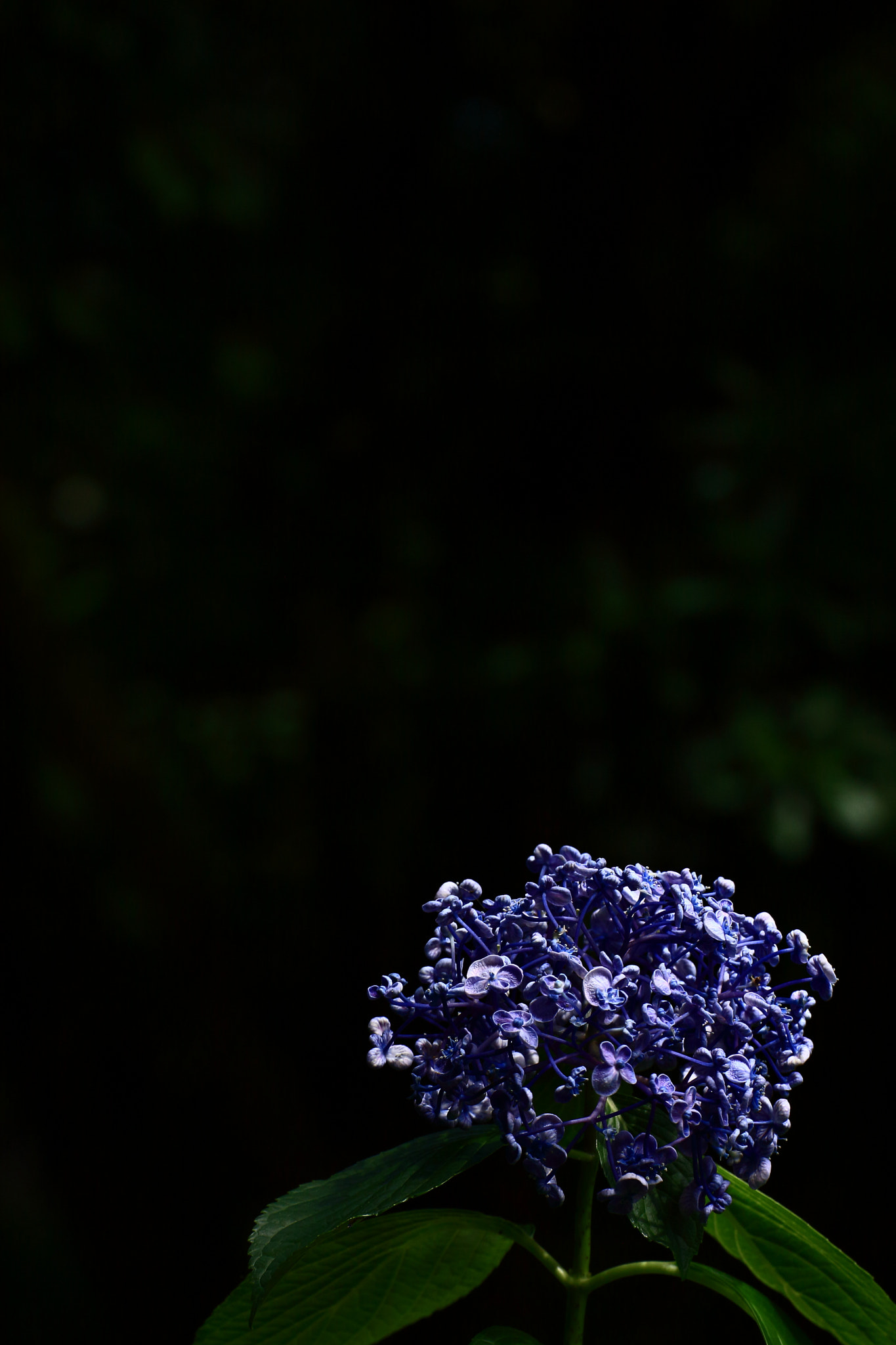 Canon EOS-1D Mark III sample photo. At the time of end, soon photography