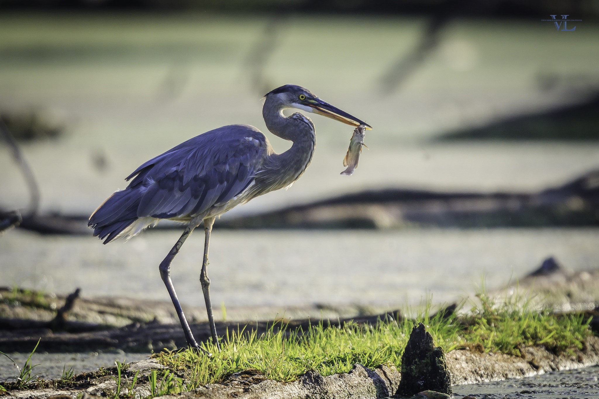 Canon EF 600mm F4L IS USM sample photo. Fgg photography