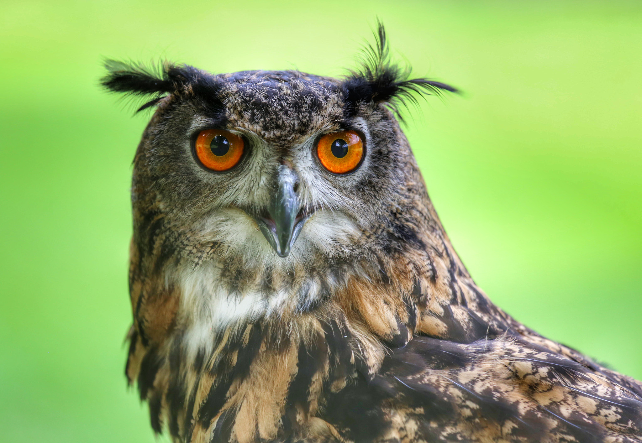 Canon EF 70-200mm F4L IS USM sample photo. Owl photography