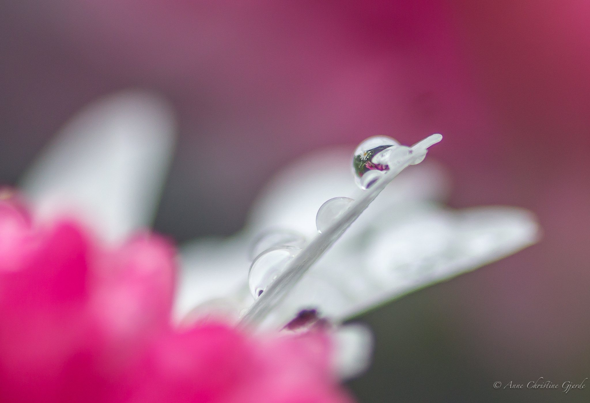 Sigma 105mm F2.8 EX DG Macro sample photo. Drops photography