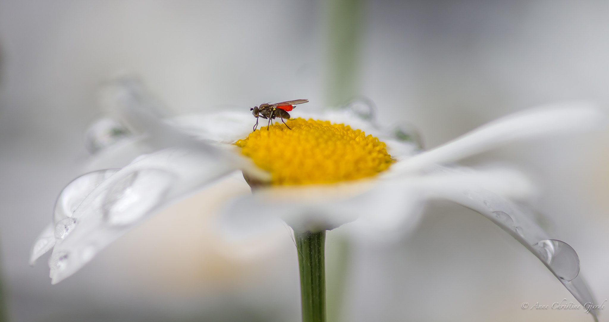 Sigma 105mm F2.8 EX DG Macro sample photo. Drops photography