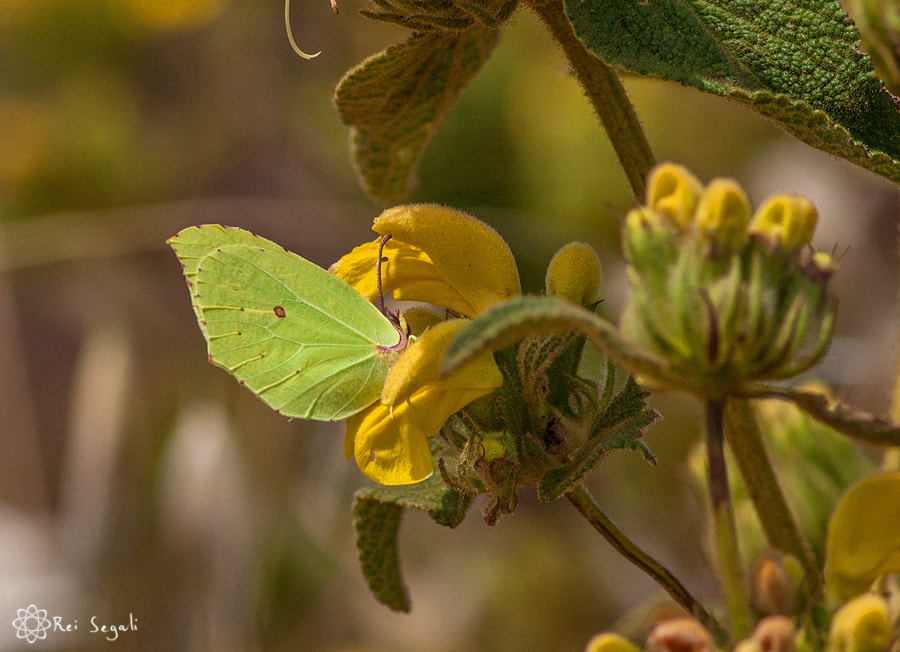 Canon EOS 40D + Canon EF 400mm F5.6L USM sample photo. Cleopatra butterfly photography