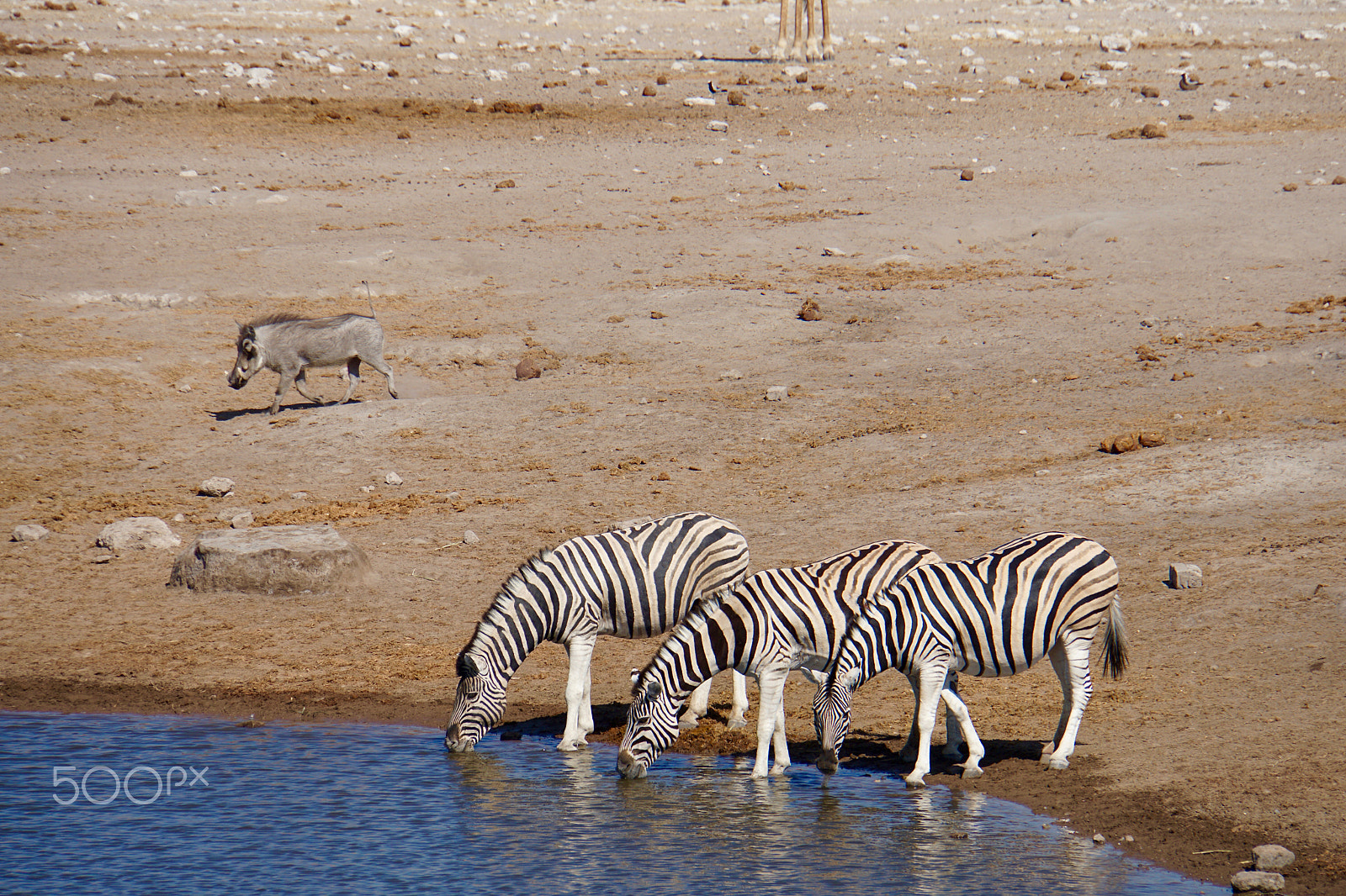 Sony a6000 + Sony E 18-200mm F3.5-6.3 sample photo. Drinking zebras photography