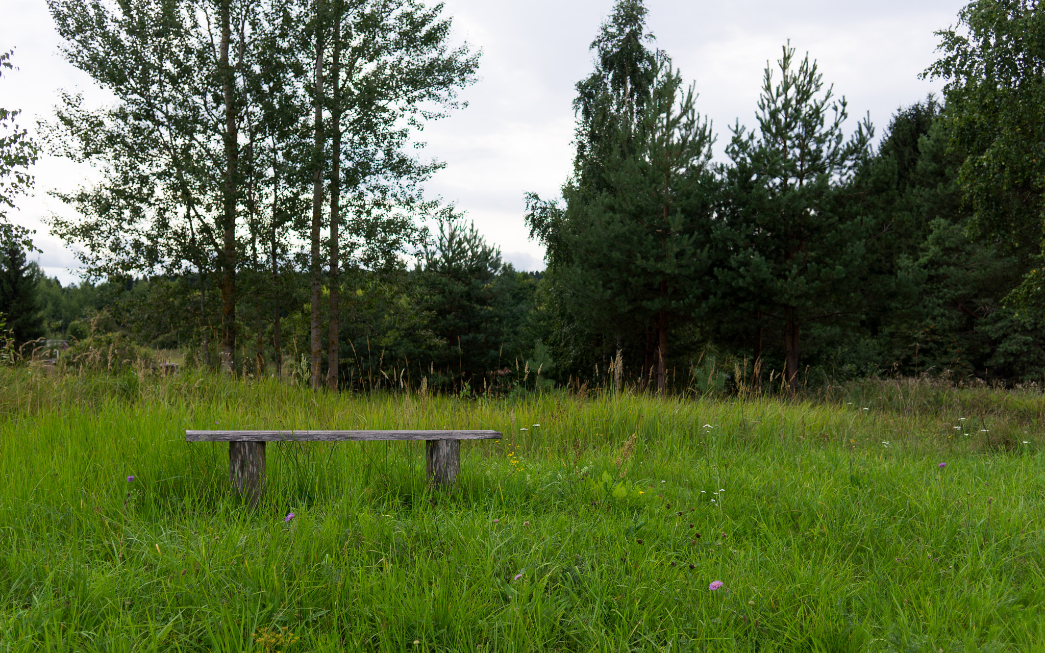 Sony Alpha NEX-5N + Sigma 19mm F2.8 EX DN sample photo. Bench. photography