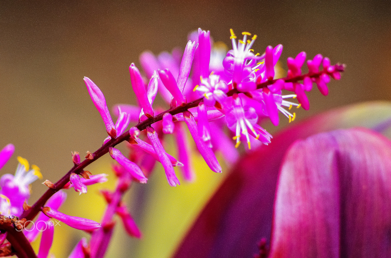 Pentax K-5 IIs sample photo. Little tropical flowers photography