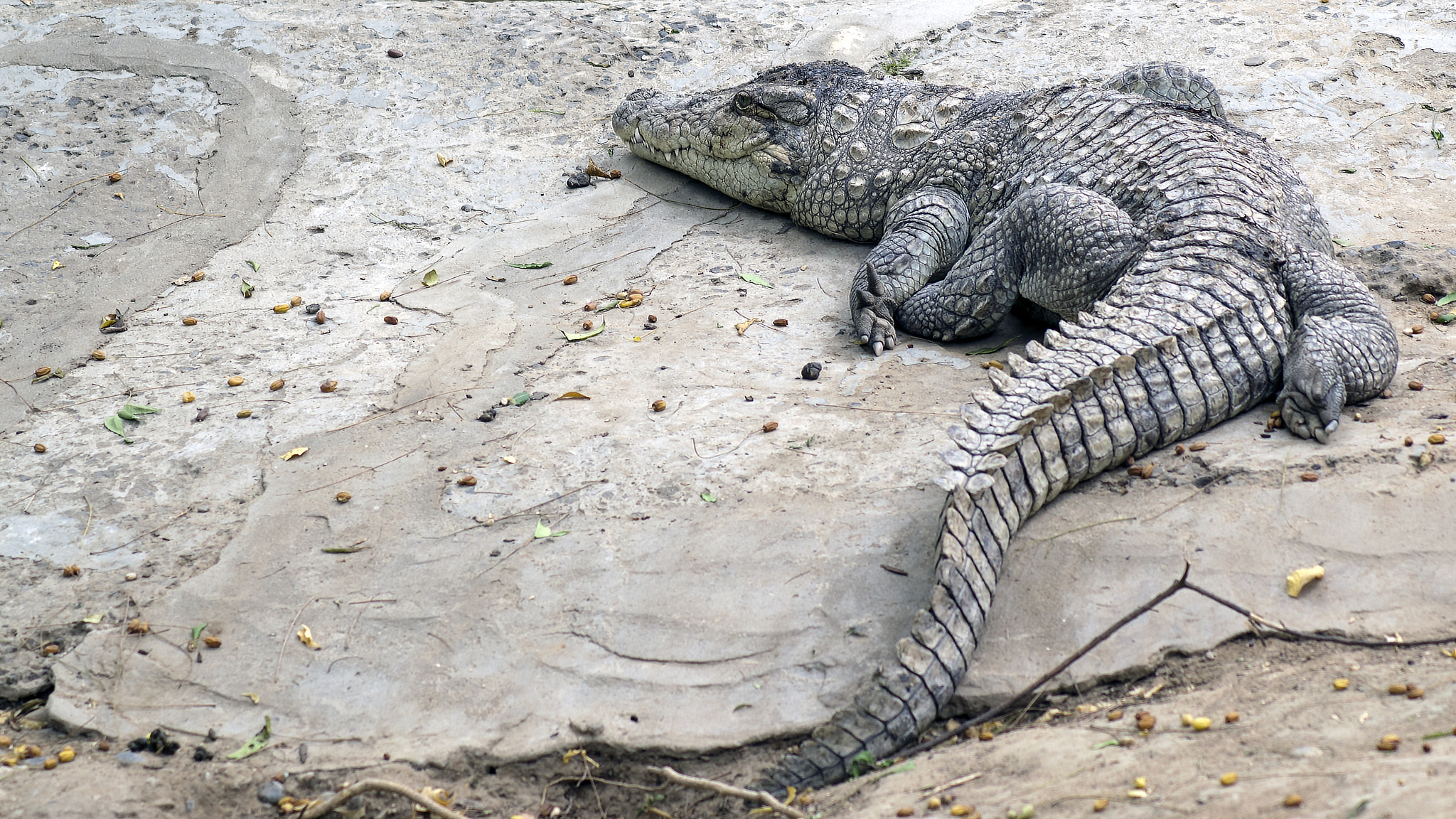 Pentax K-50 + Tamron AF 70-300mm F4-5.6 Di LD Macro sample photo. Crocodile photography