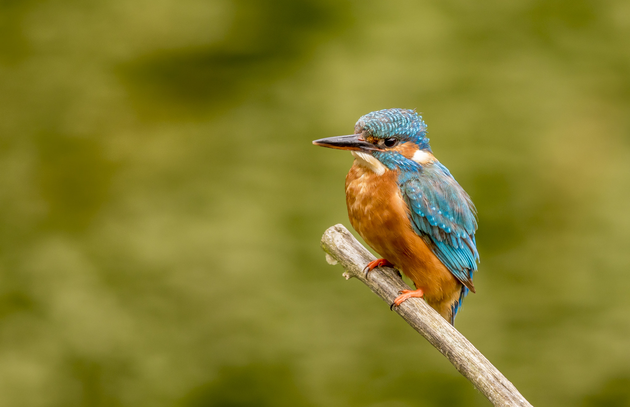 Canon EF 600mm F4L IS II USM sample photo. Kingfisher photography