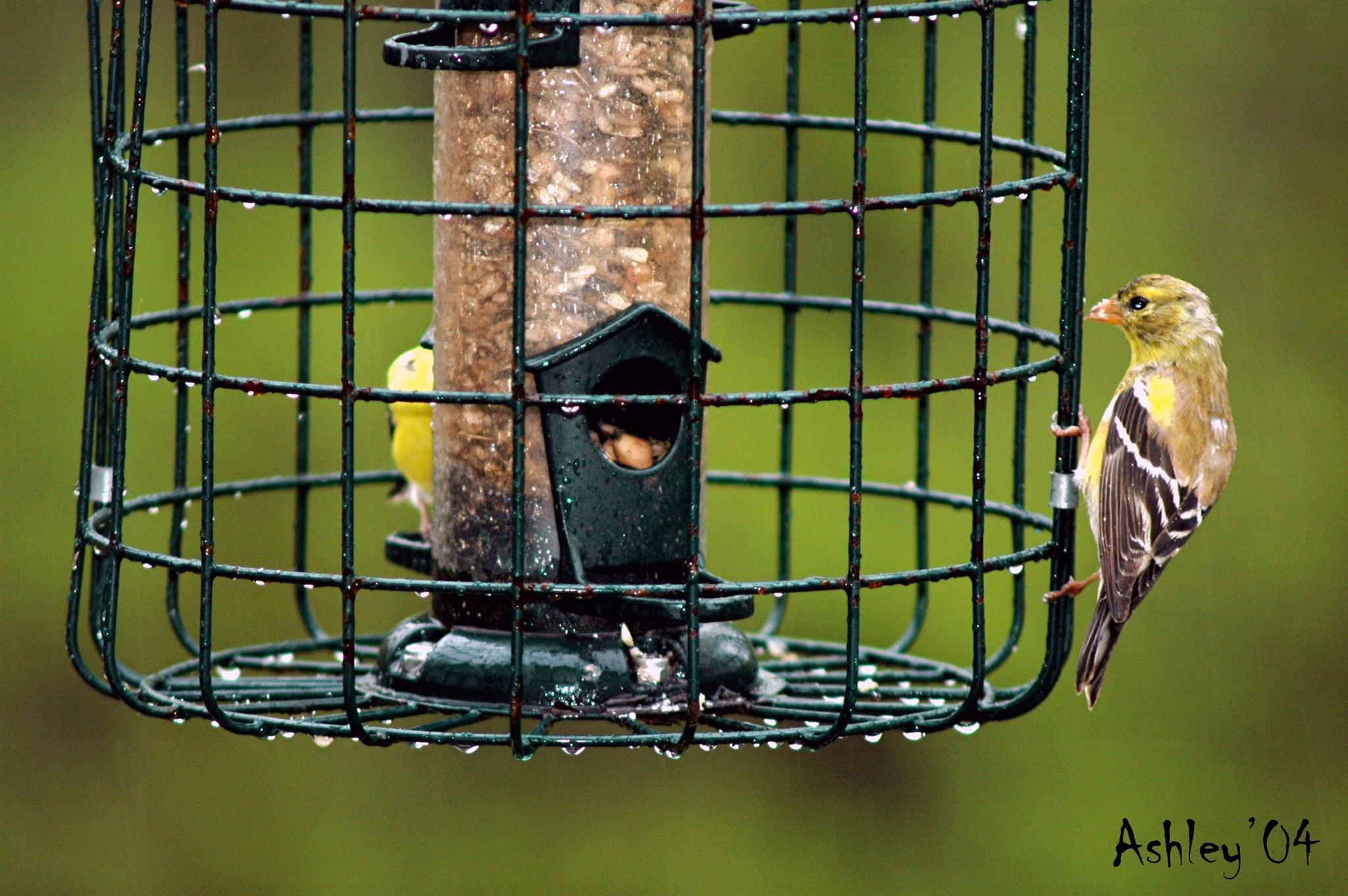 AF Zoom-Nikkor 75-300mm f/4.5-5.6 sample photo. Bird feeder photography