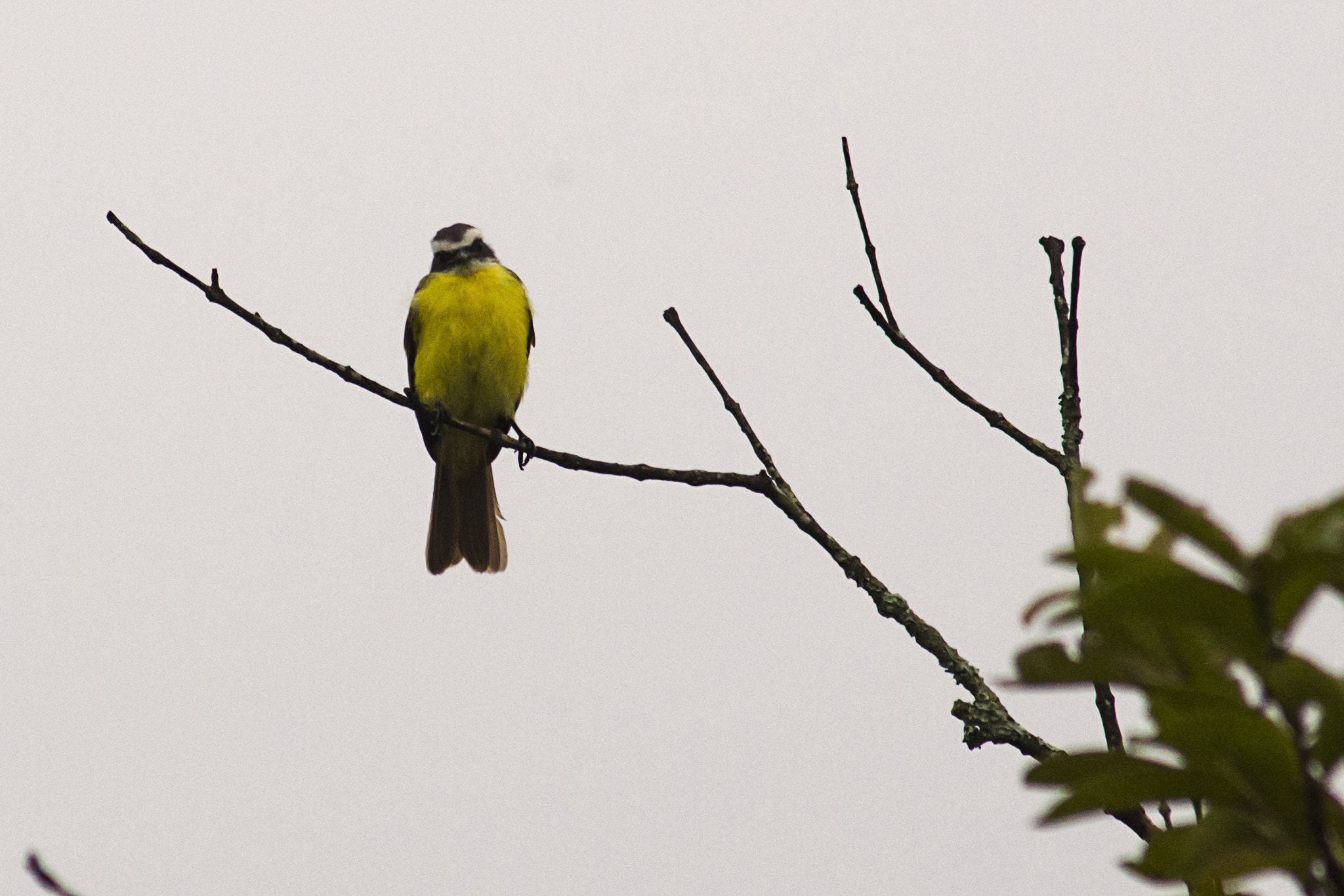 AF Zoom-Nikkor 75-300mm f/4.5-5.6 sample photo. Great kiskadee photography