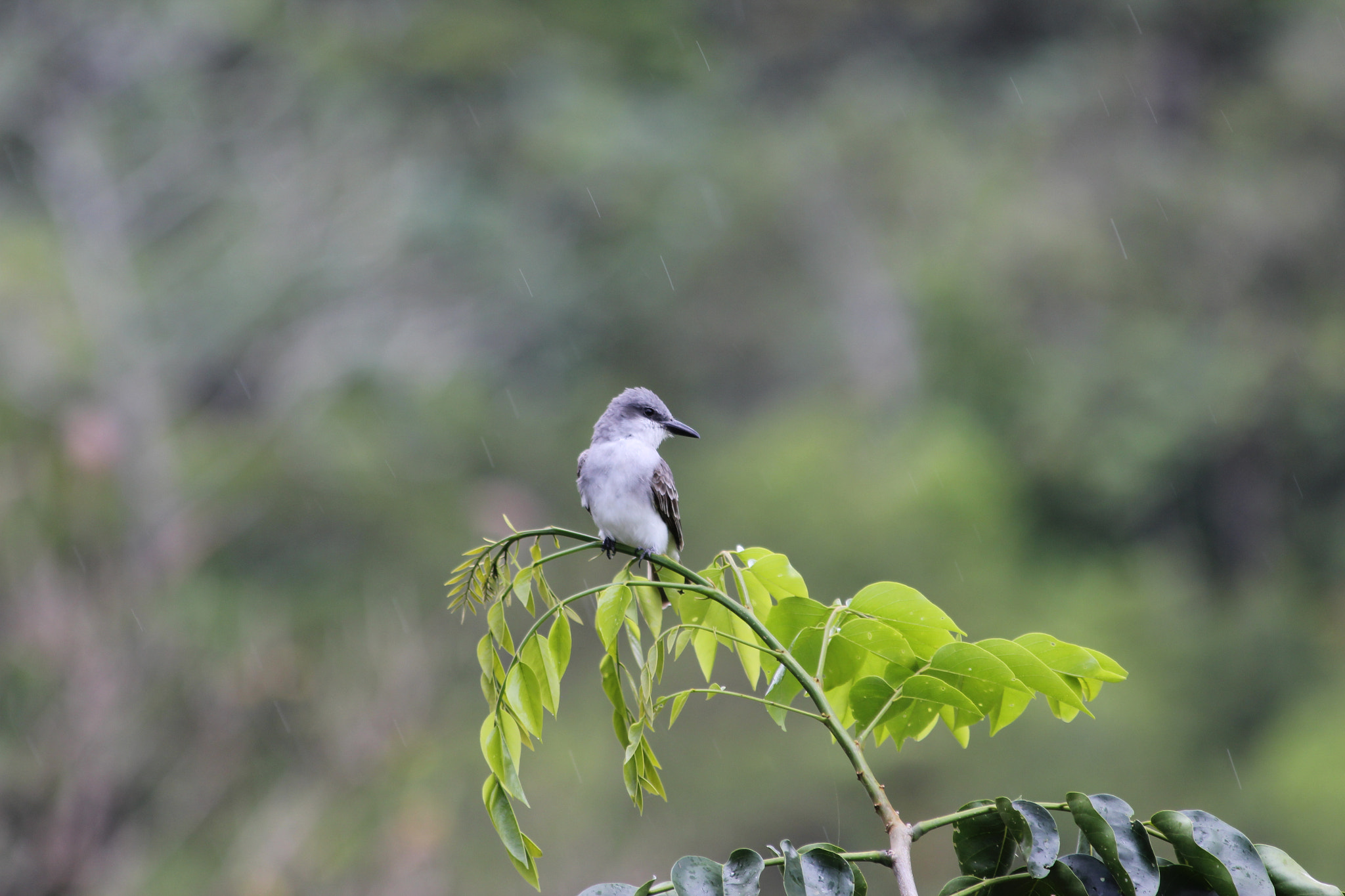 Canon EF 70-300mm F4-5.6 IS USM sample photo. Lonely bird photography