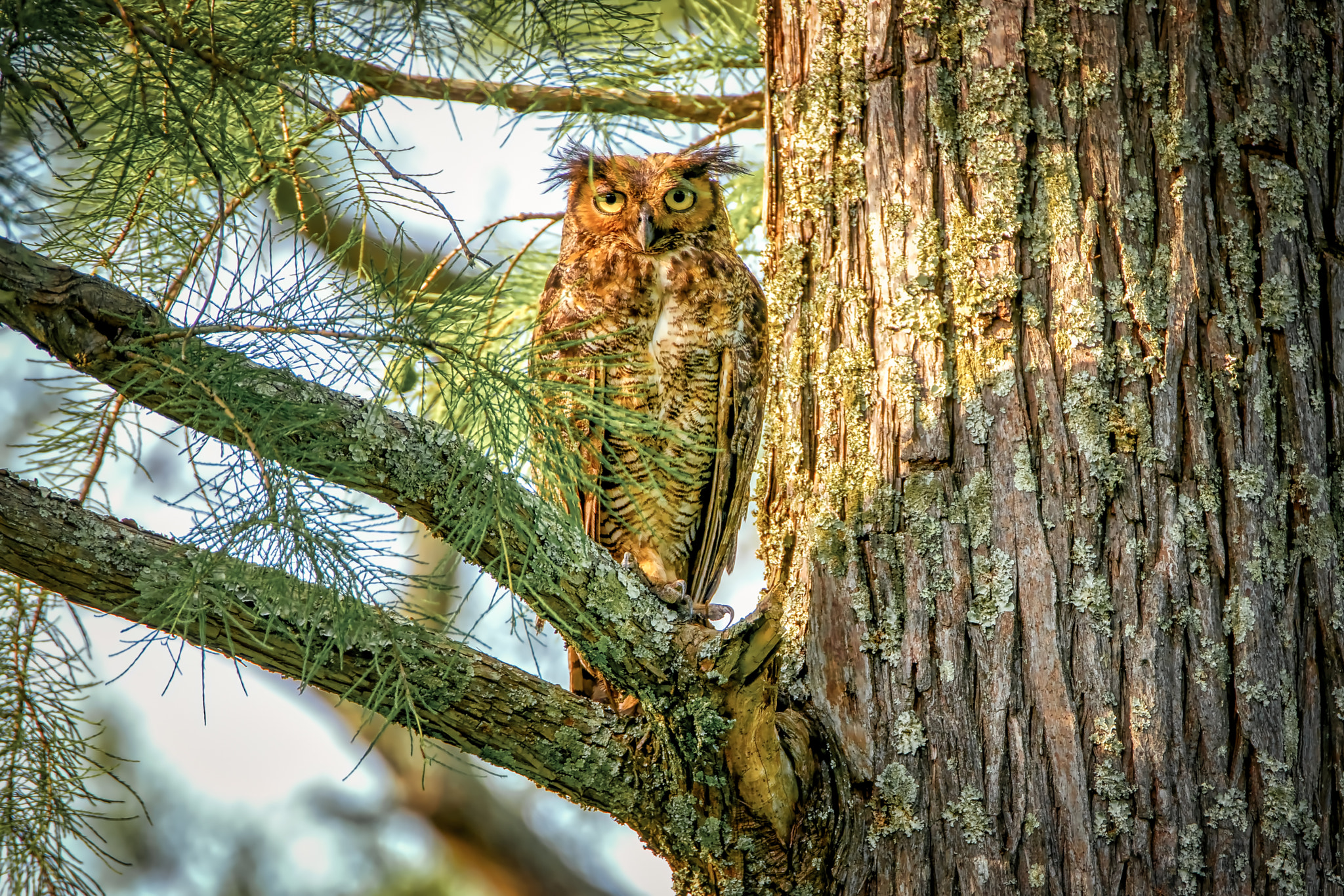 Sony a7R II + Tamron SP 150-600mm F5-6.3 Di VC USD sample photo. Great horned owl photography