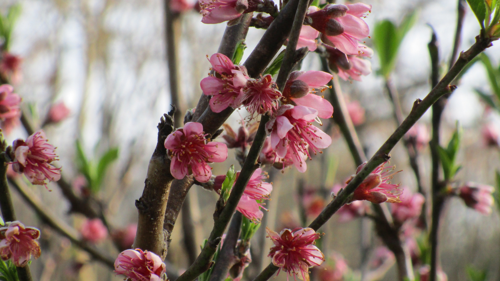 Canon PowerShot ELPH 150 IS (IXUS 155 / IXY 140) sample photo. "flores de otoño". junio de 2014 photography