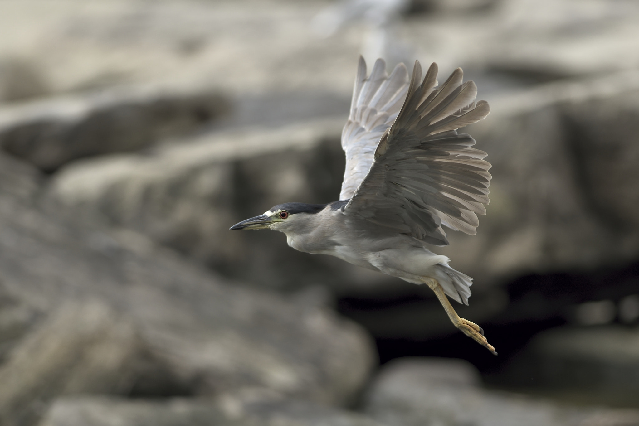 Nikon D810 + Nikon AF-S Nikkor 300mm F2.8G ED-IF VR sample photo. Black crowned in flight photography