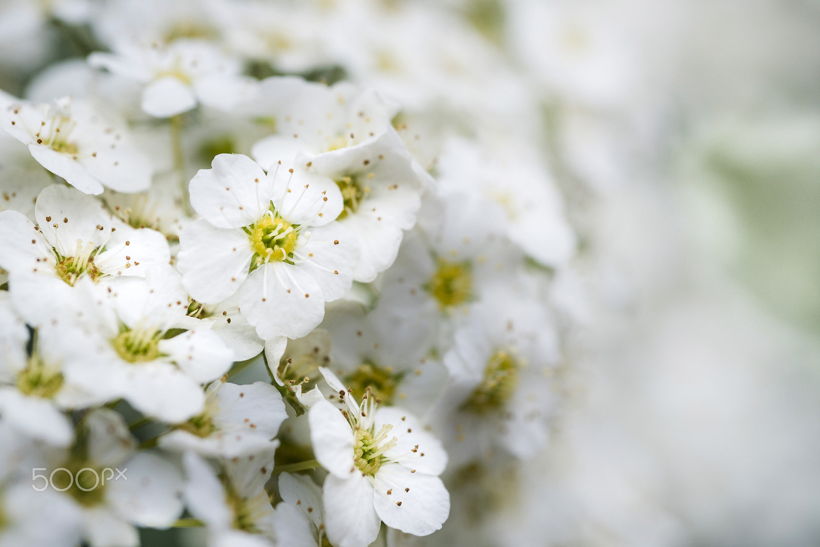 Nikon AF Micro-Nikkor 60mm F2.8D sample photo. White flowering bush photography